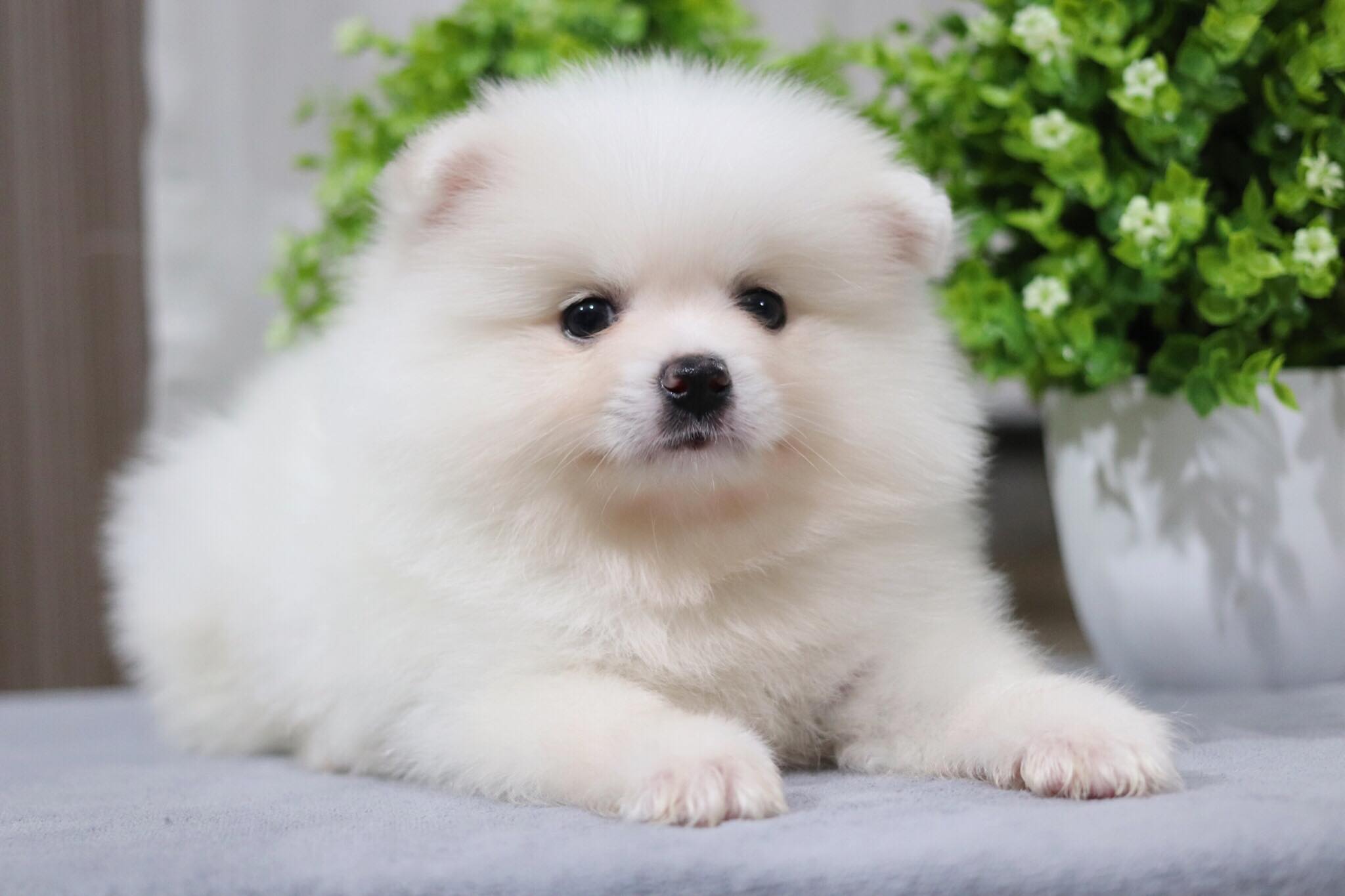 ปอมเมอเรเนียน เพศผู้