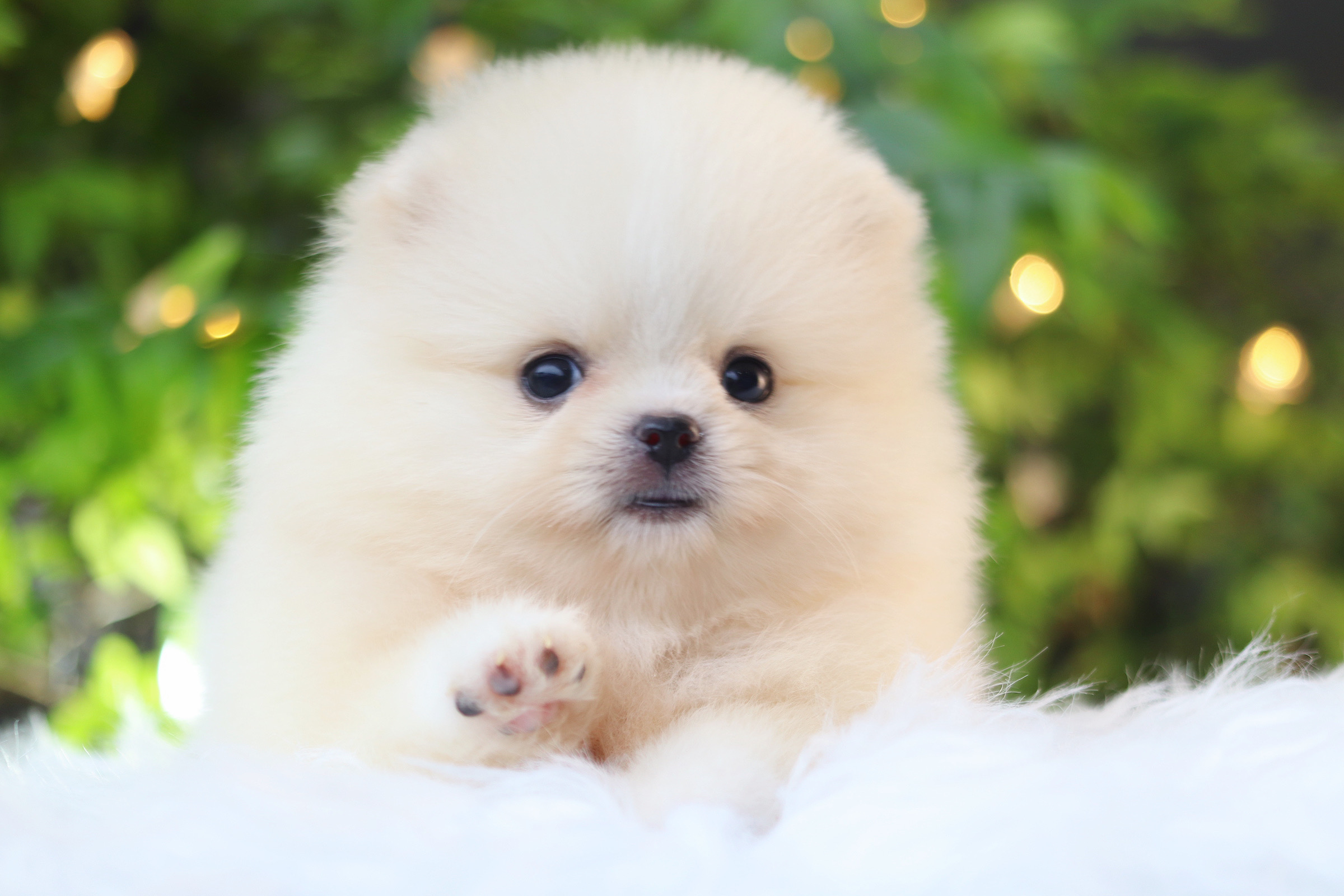 ปอมเมอเรเนียน เพศเมียสีขาวครีม เกรดโชว์