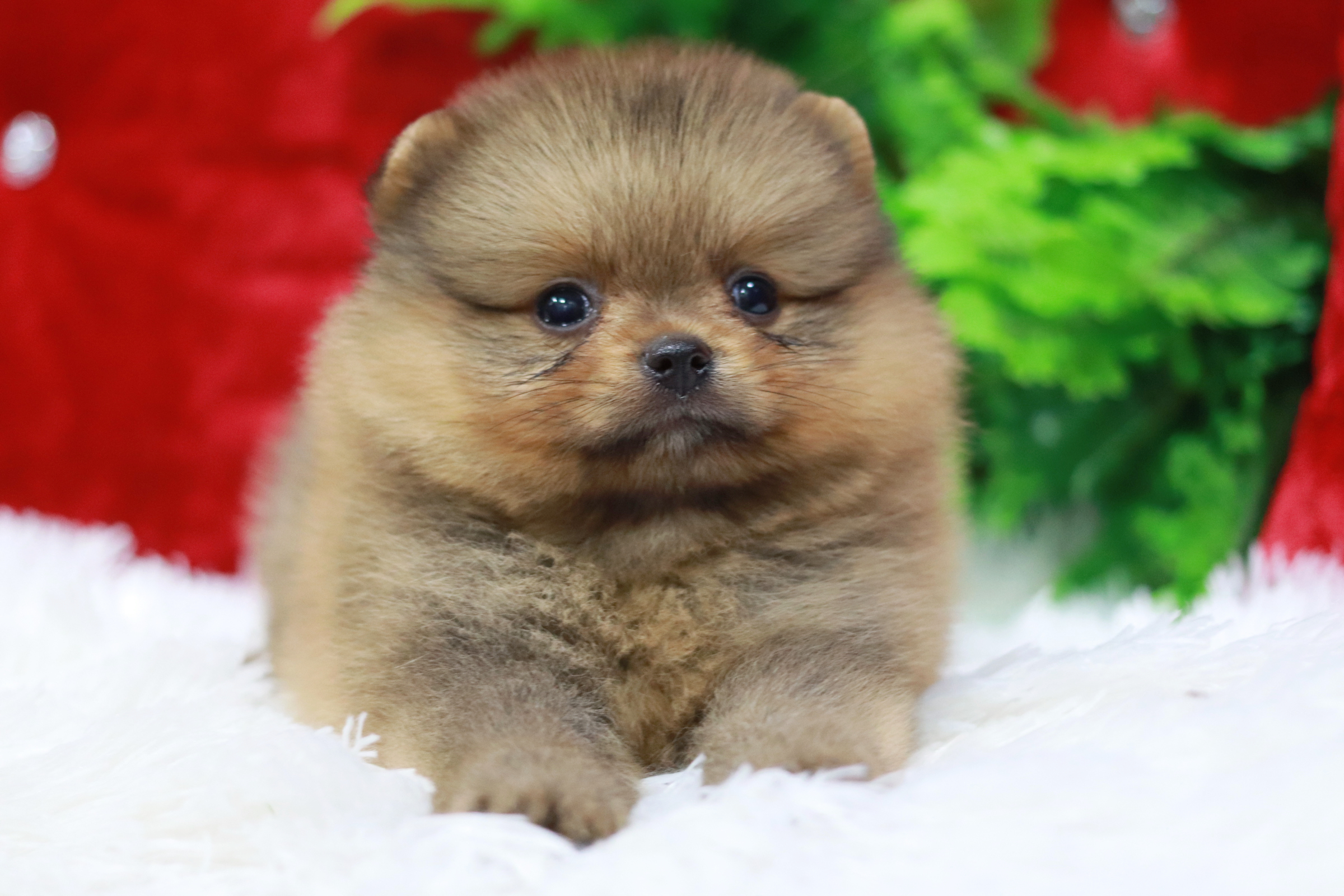 ปอมเมอเรเนียน เพศผู้สีส้ม