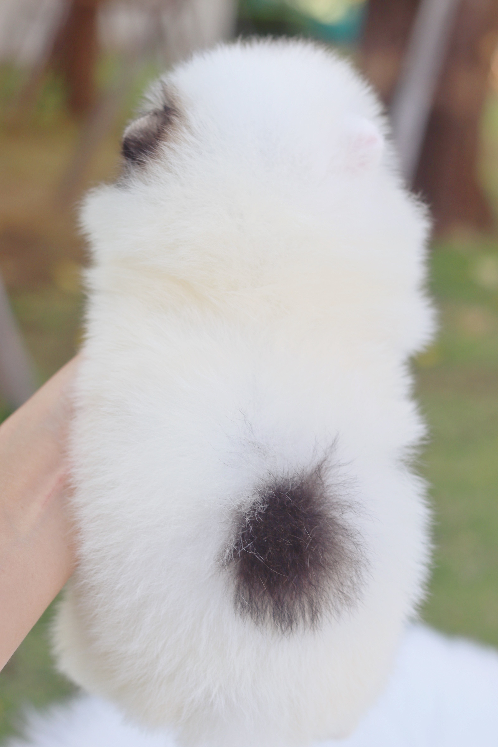 ปอมเมอเรเนียน เพศผู้ แฟนซี