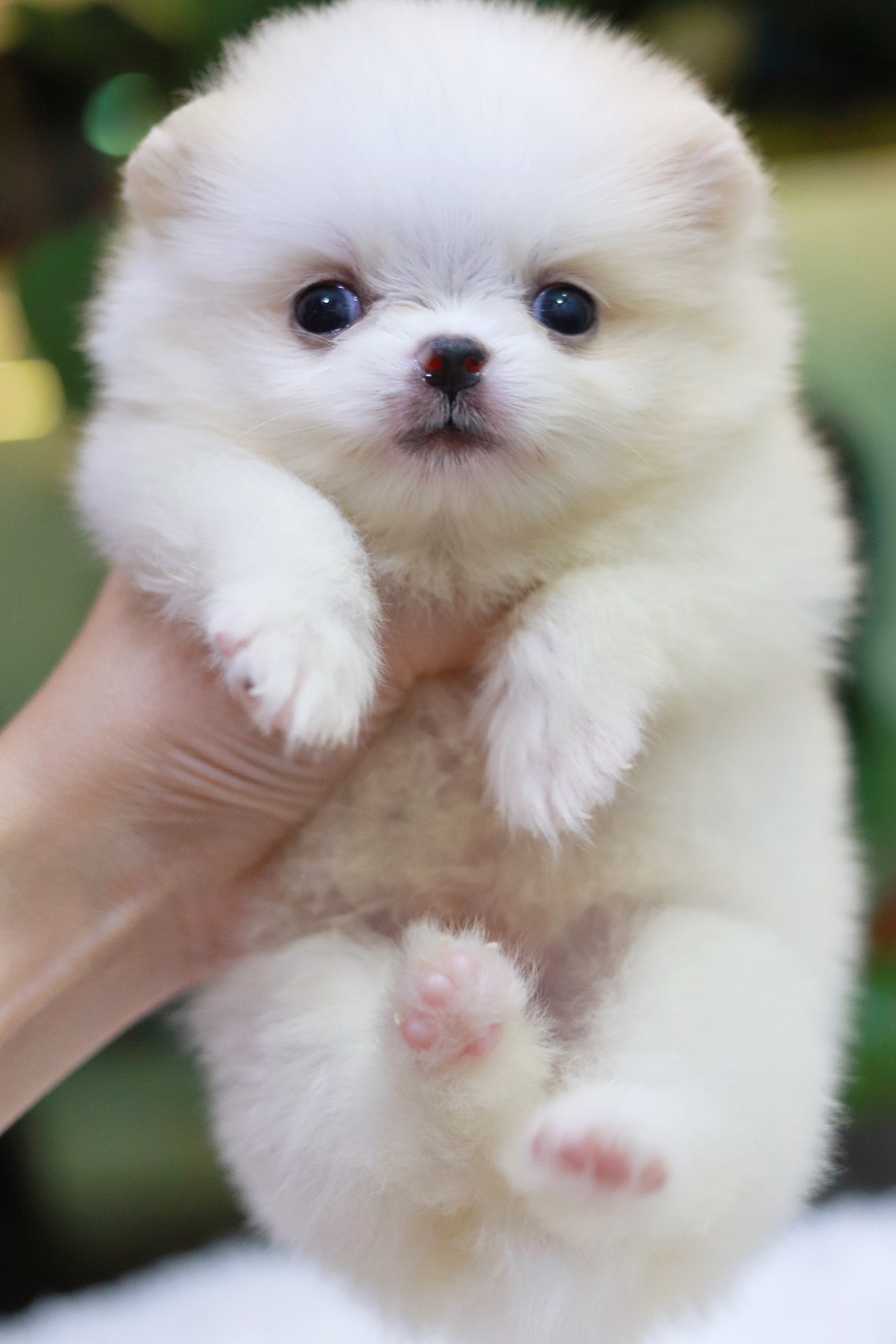 ปอมเมอเรเนียน เพศผู้ สีขาวครีมทีคัพ