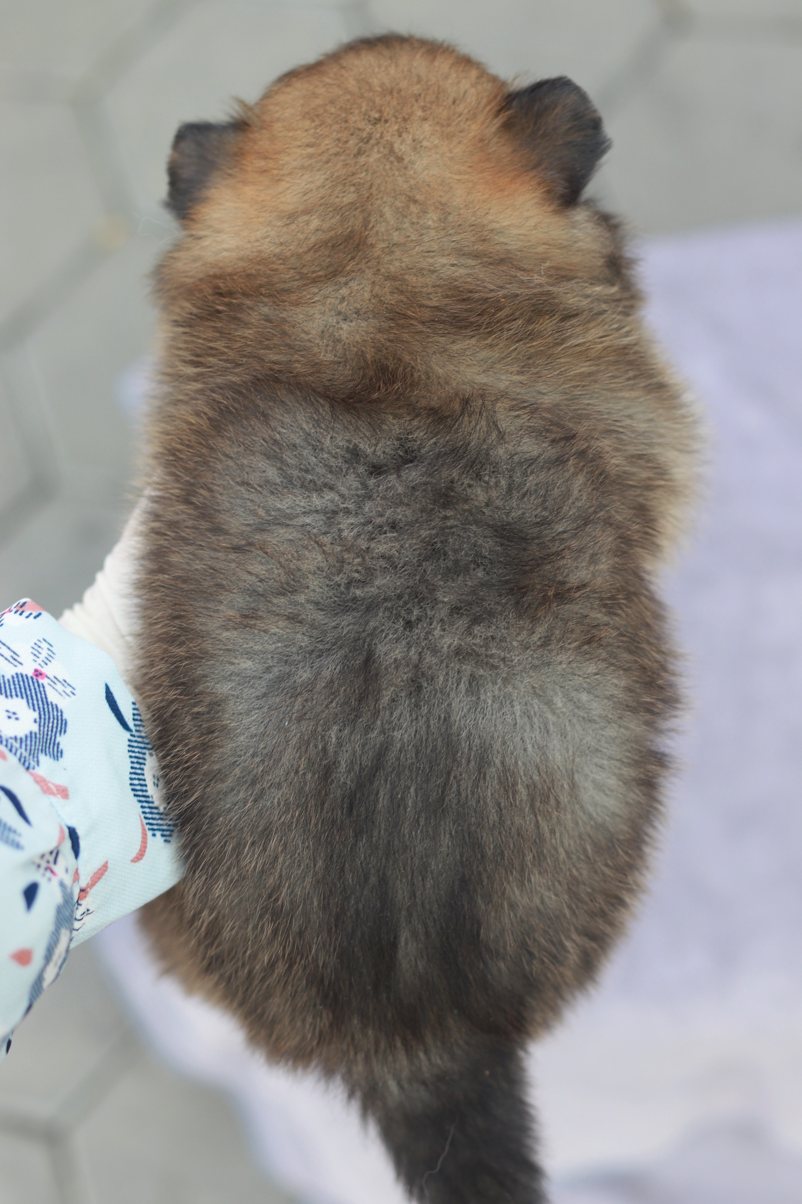 ปอมเมอเรเนียน เพศเมีย