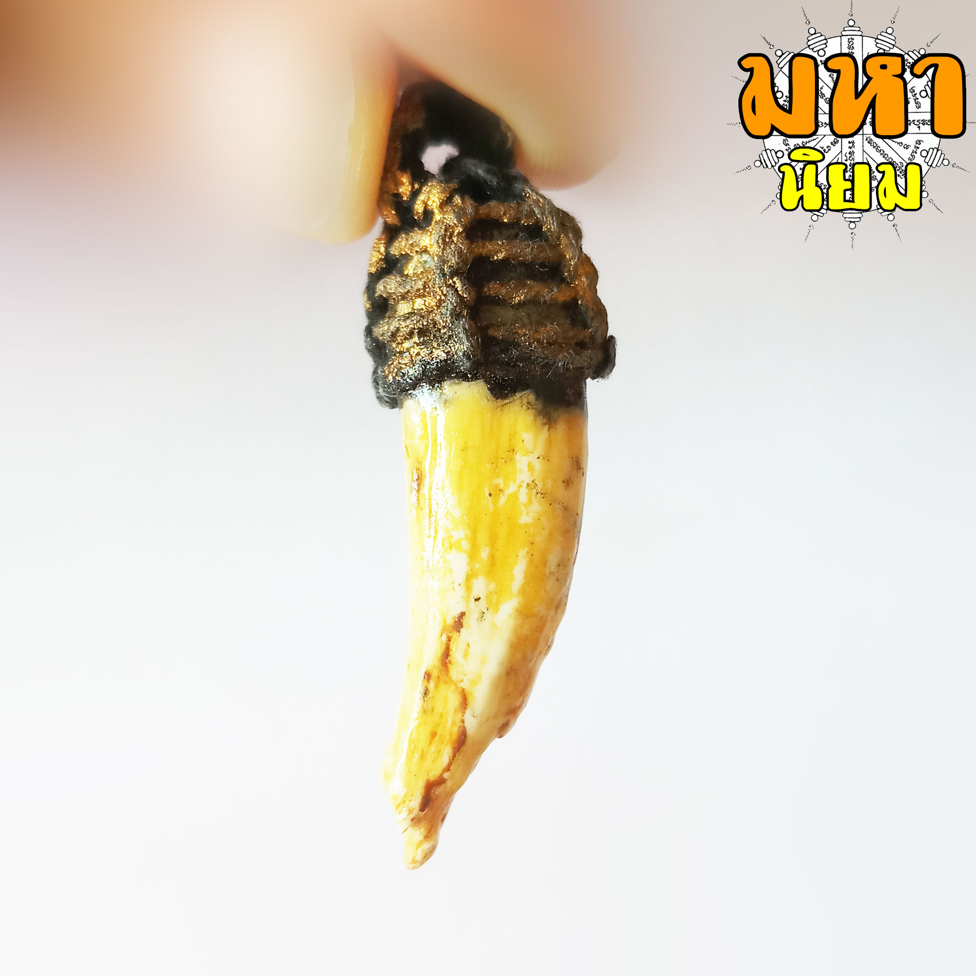 เขี้ยวหมูตัน ถักเชือกรอบ ไม่ทราบที่มาแน่ชัด โปรดใช้วิจารณญาณ