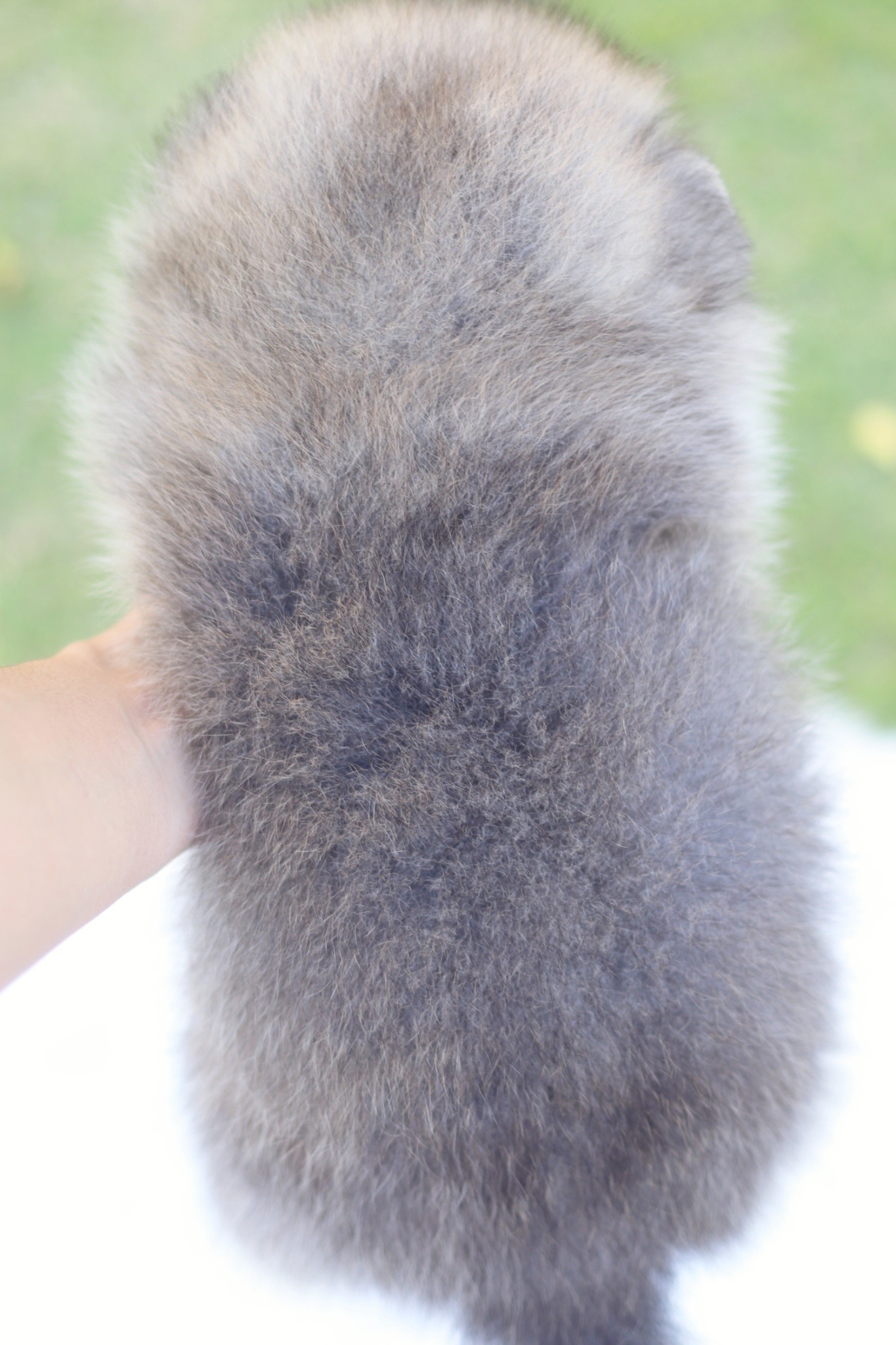 ปอมเมอเรเนียน เพศผู้สีส้มขนแน่น