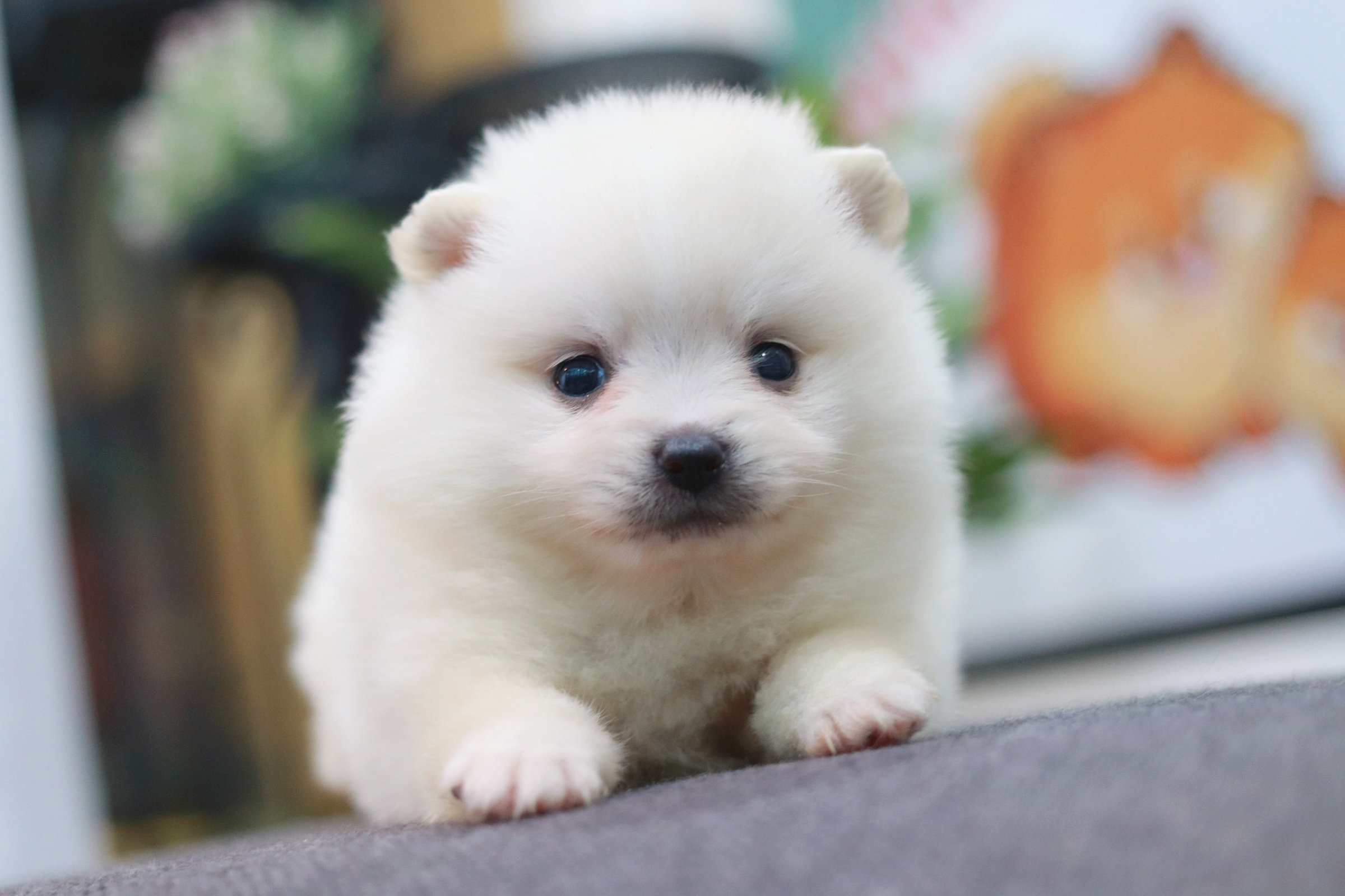 ปอมเมอเรเนียน เพศเมียขาว