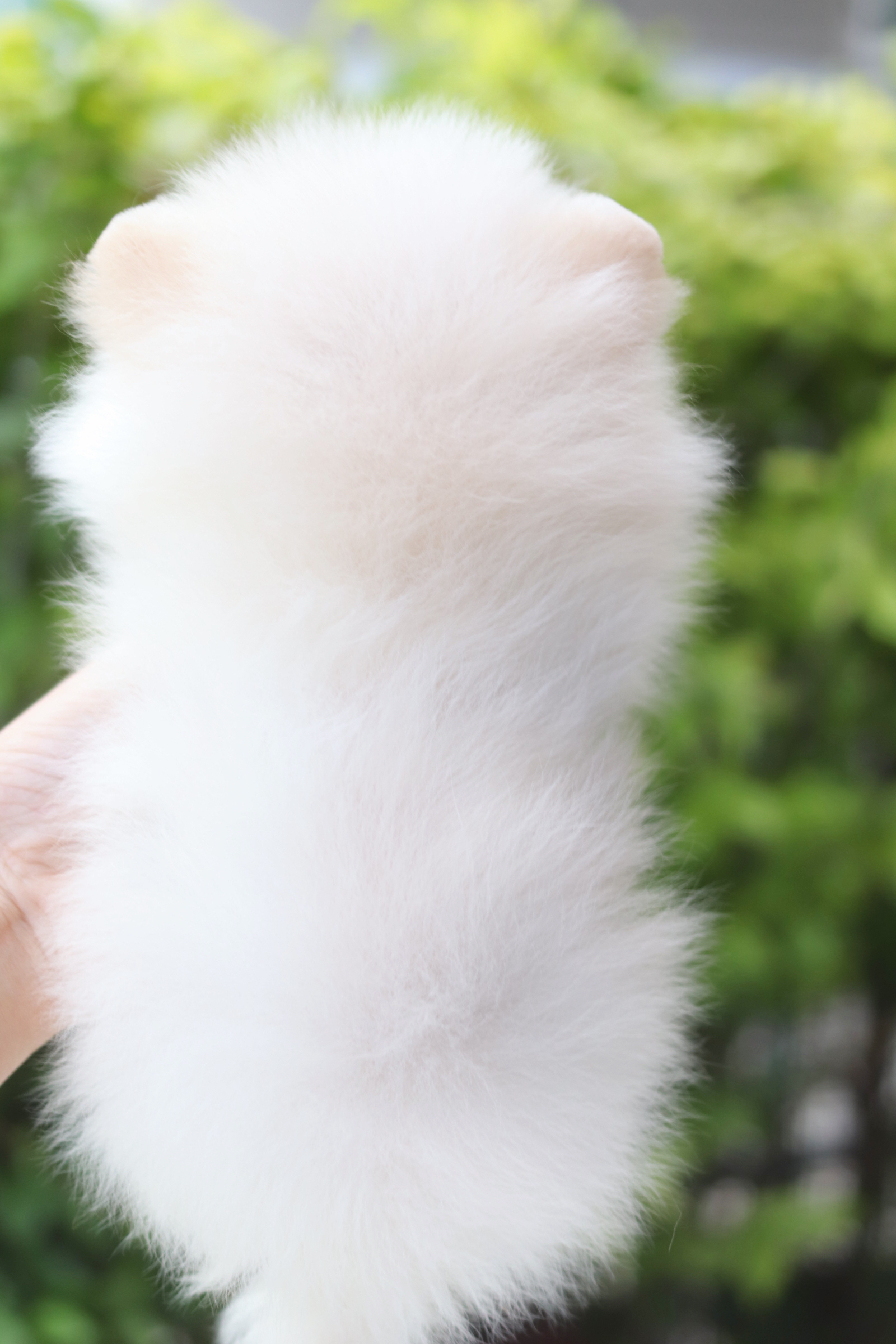 ปอมเมอเรเนียน เพศเมียสีขาวครีม เกรดโชว์