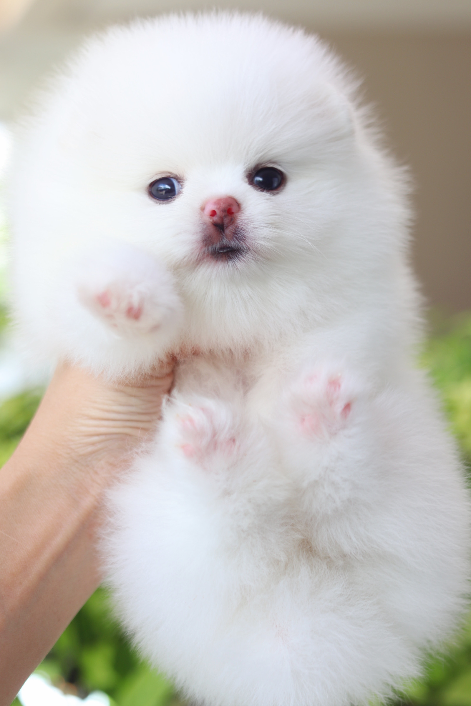 ปอมเมอเรเนียน เพศเมียสีขาวเกรดโชว์