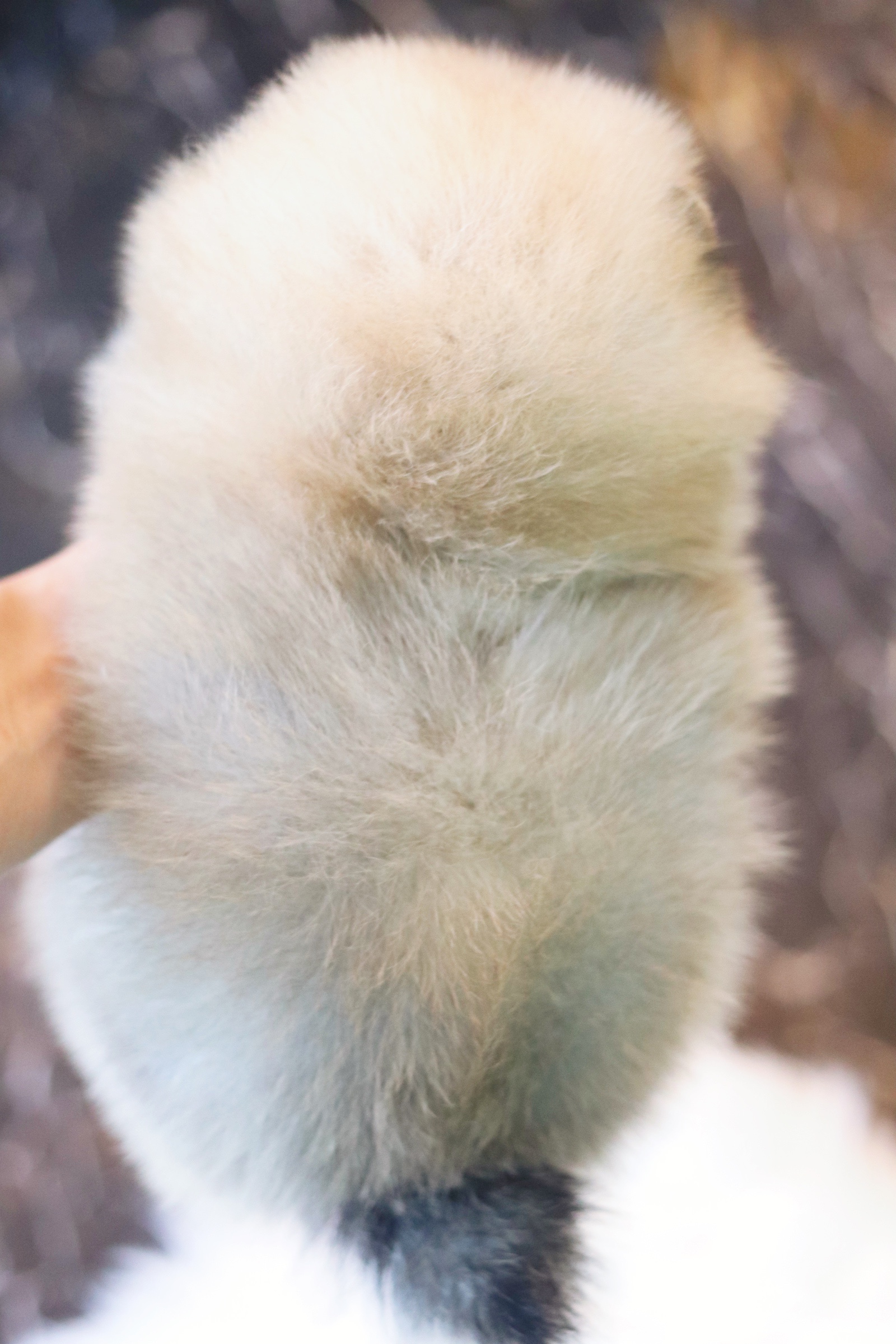 ปอมเมอเรเนียน เพศผู้ สีส้ม