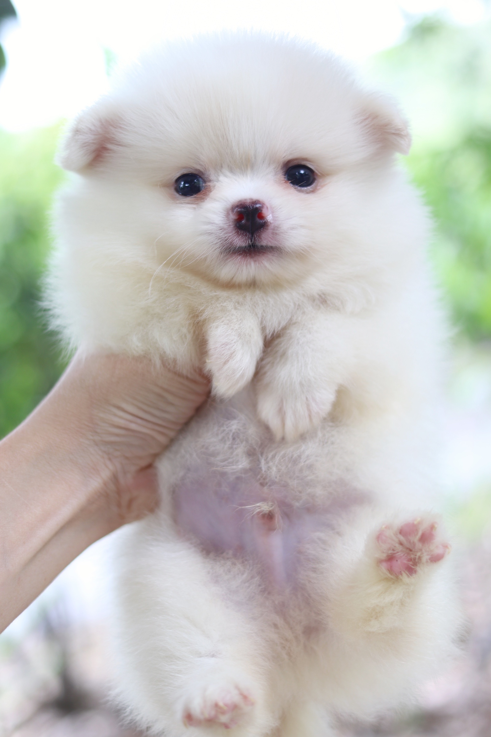 ปอมเมอเรเนียน เพศผู้ สีขาวครีม เกรดเลี้ยง