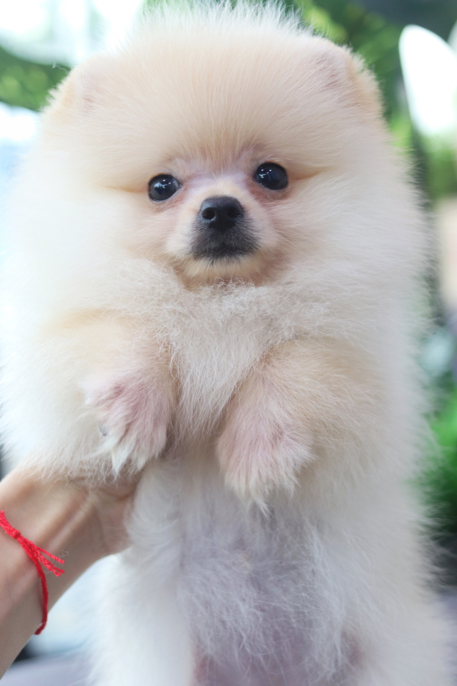 ปอมเมอเรเนียน เพศเมีย สองเดือนครึ่ง