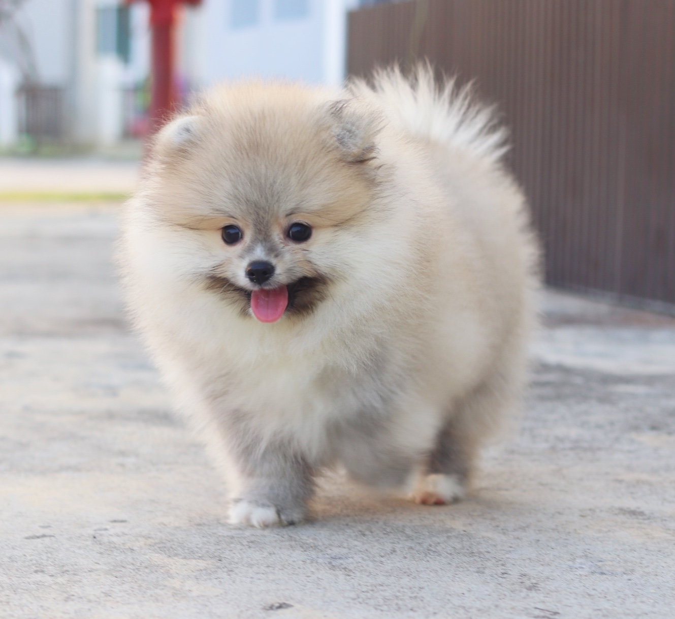 ปอมเมอเรเนียน เพศผู้สีส้ม