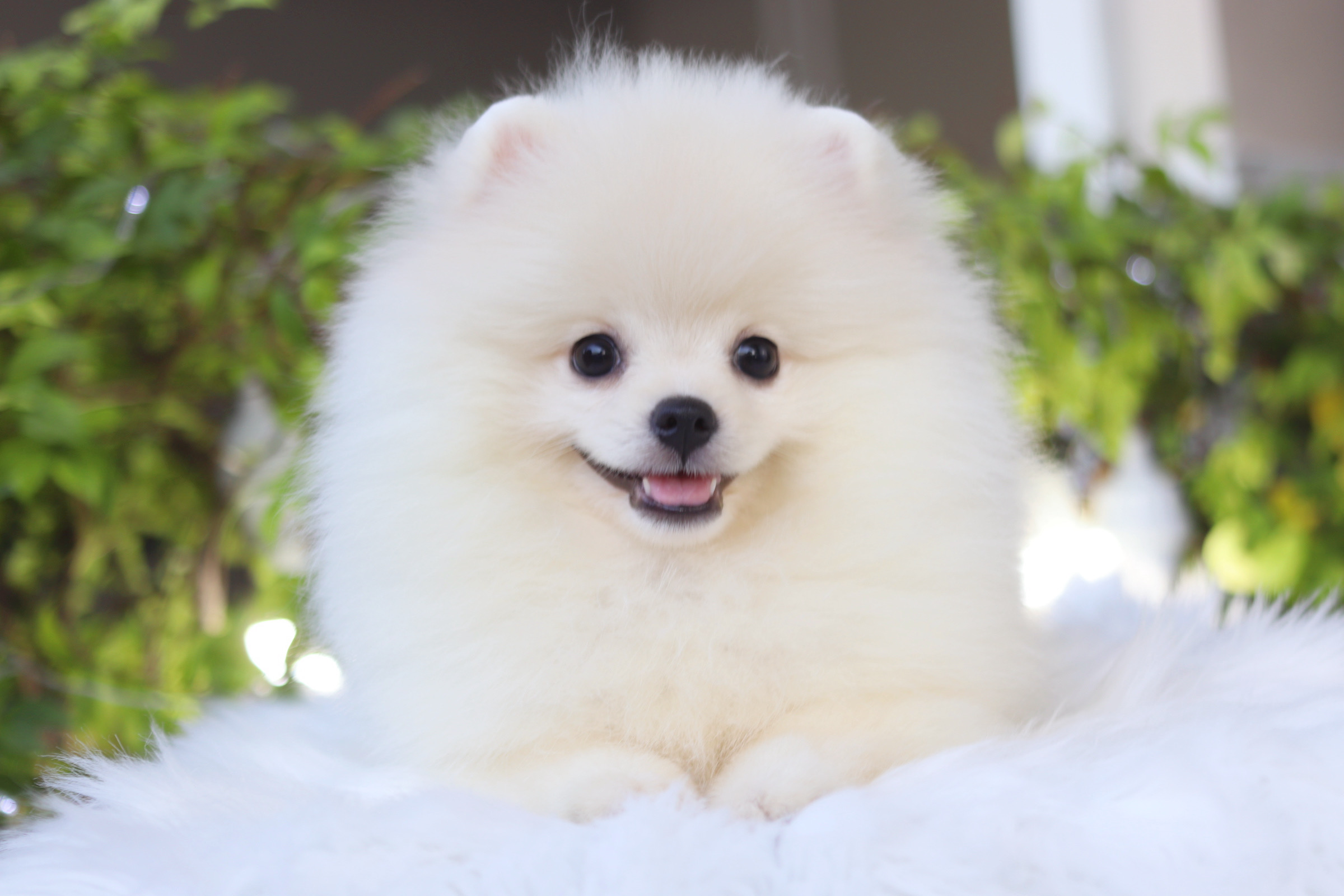 ปอมเมอเรเนียน เพศเมียสีขาวครีม