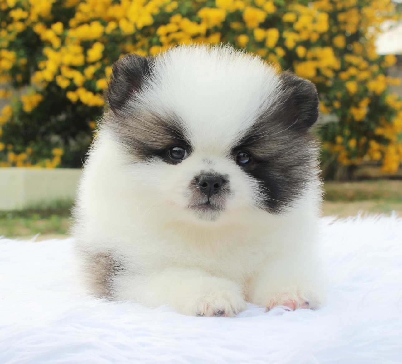 ปอมเมอเรเนียน เพศผู้แฟนซี