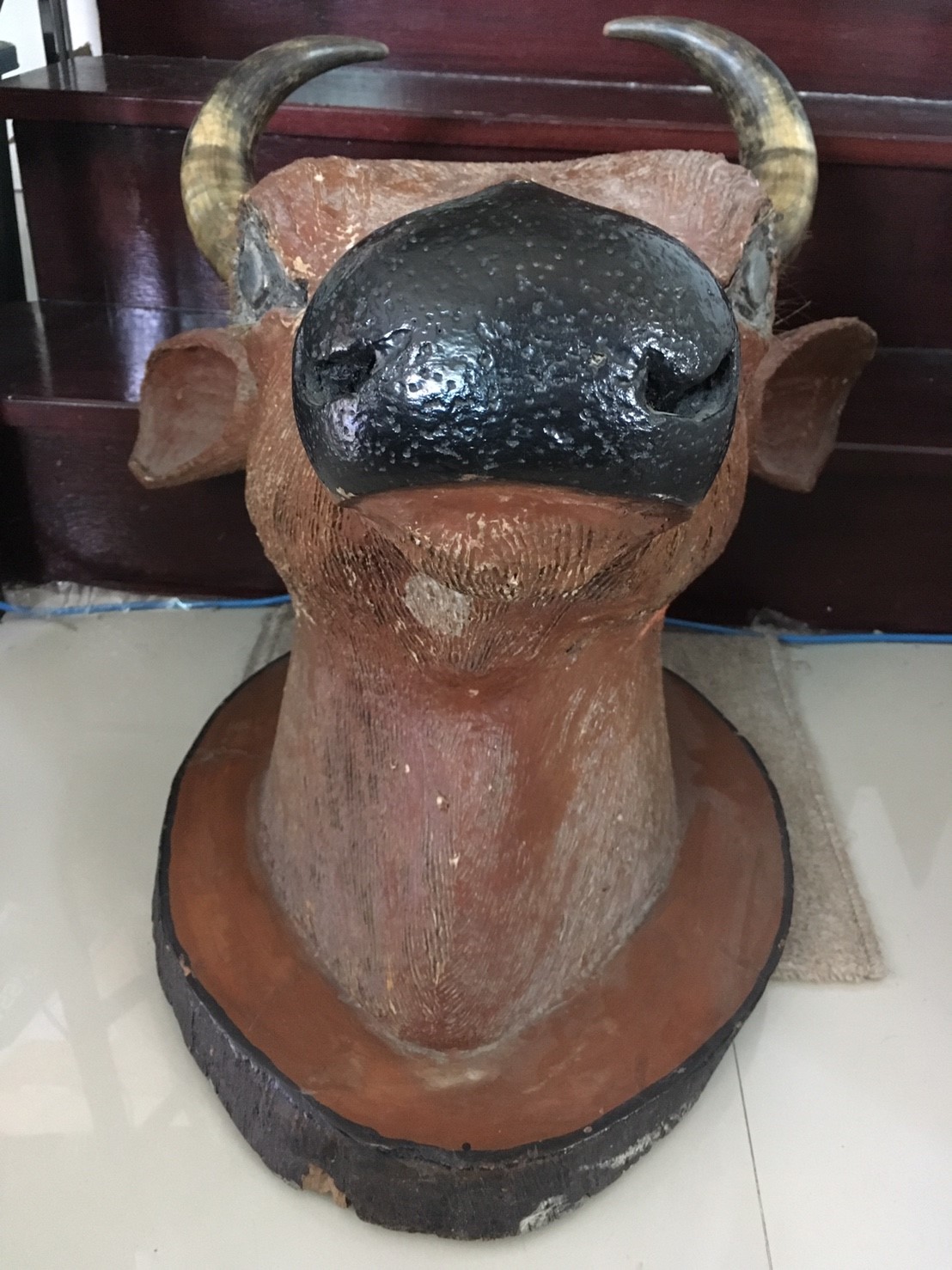 หัววัว เขาแท้ หัวใหญ่มาก