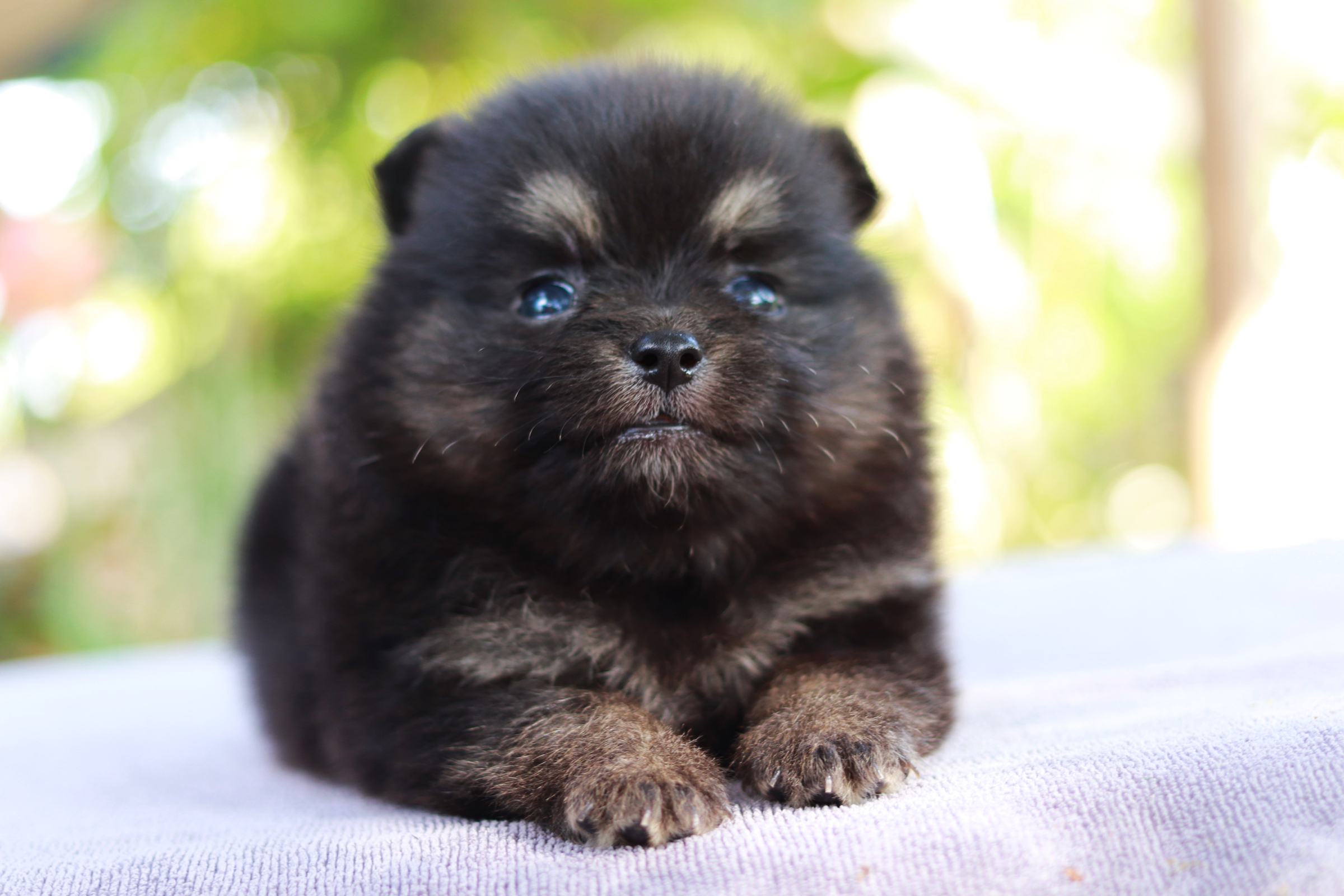 ปอมเมอเรเนียน เพศผู้