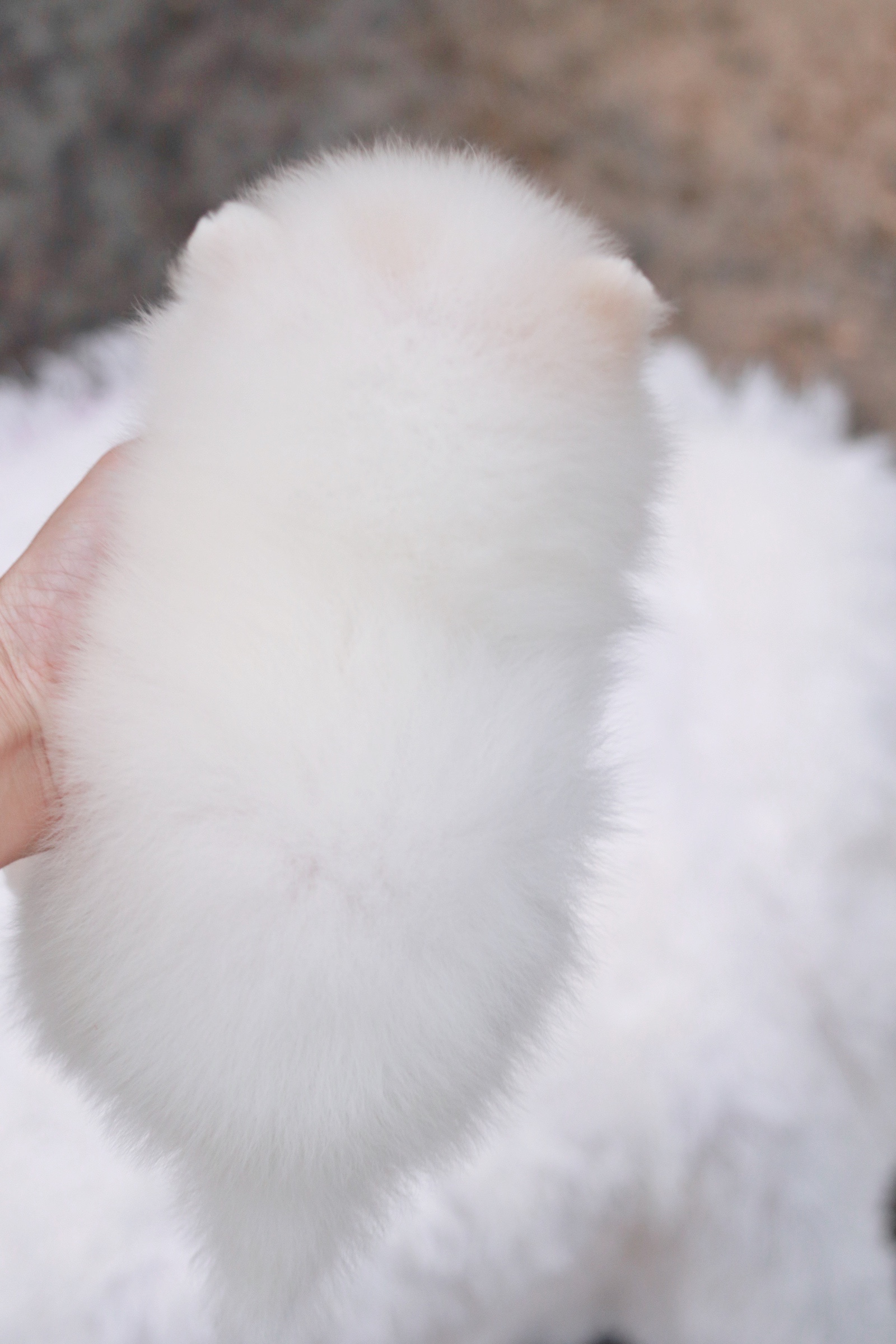 ปอมเมอเรเนียน เพศเมียสีขาวครีม