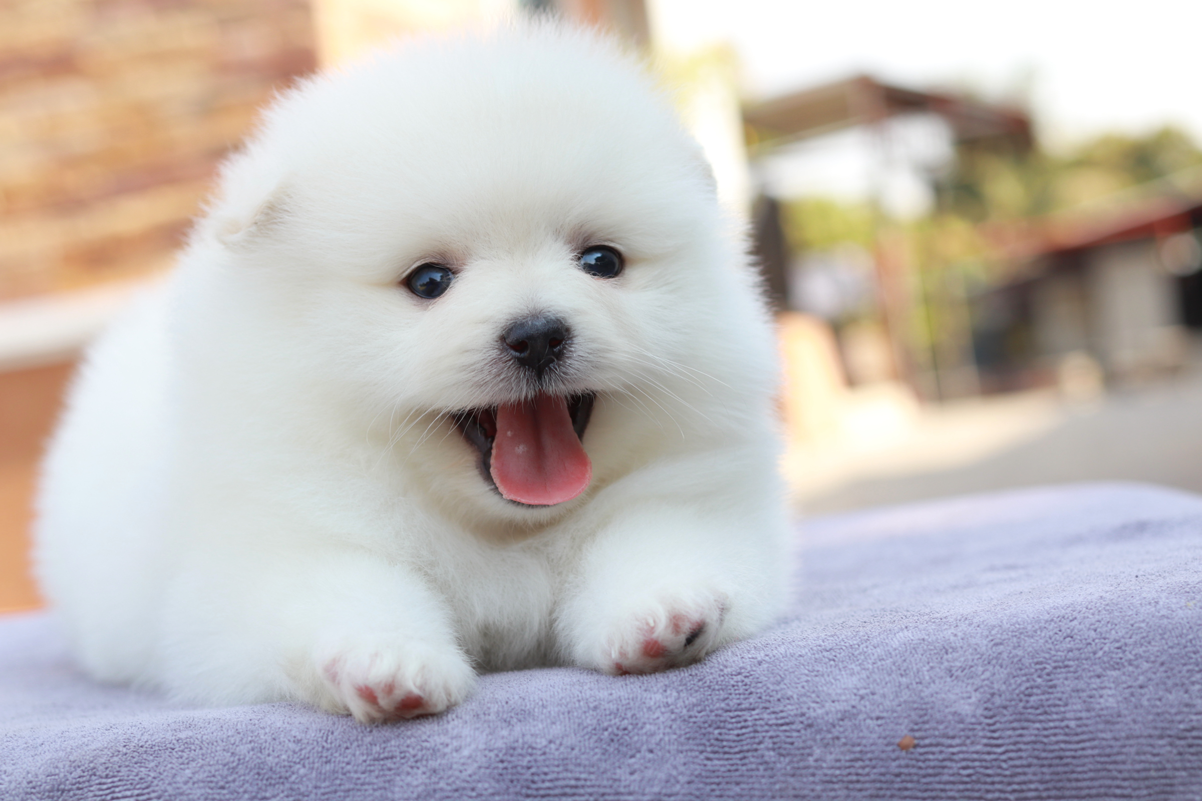 ปอมเมอเรเนียน เพศผู้