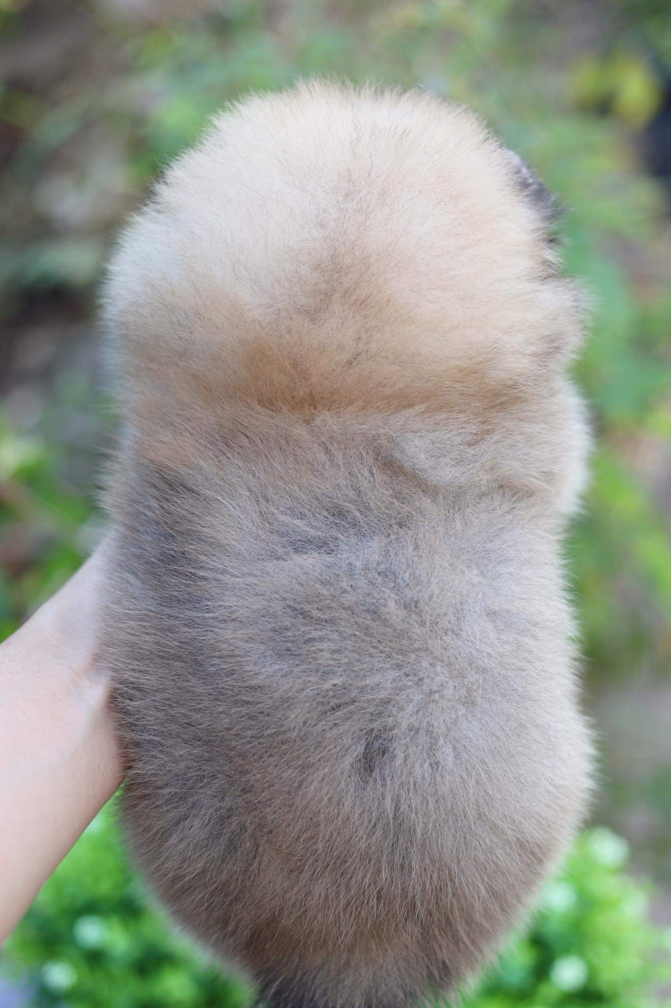 ปอมเมอเรเนียน เพศผู้