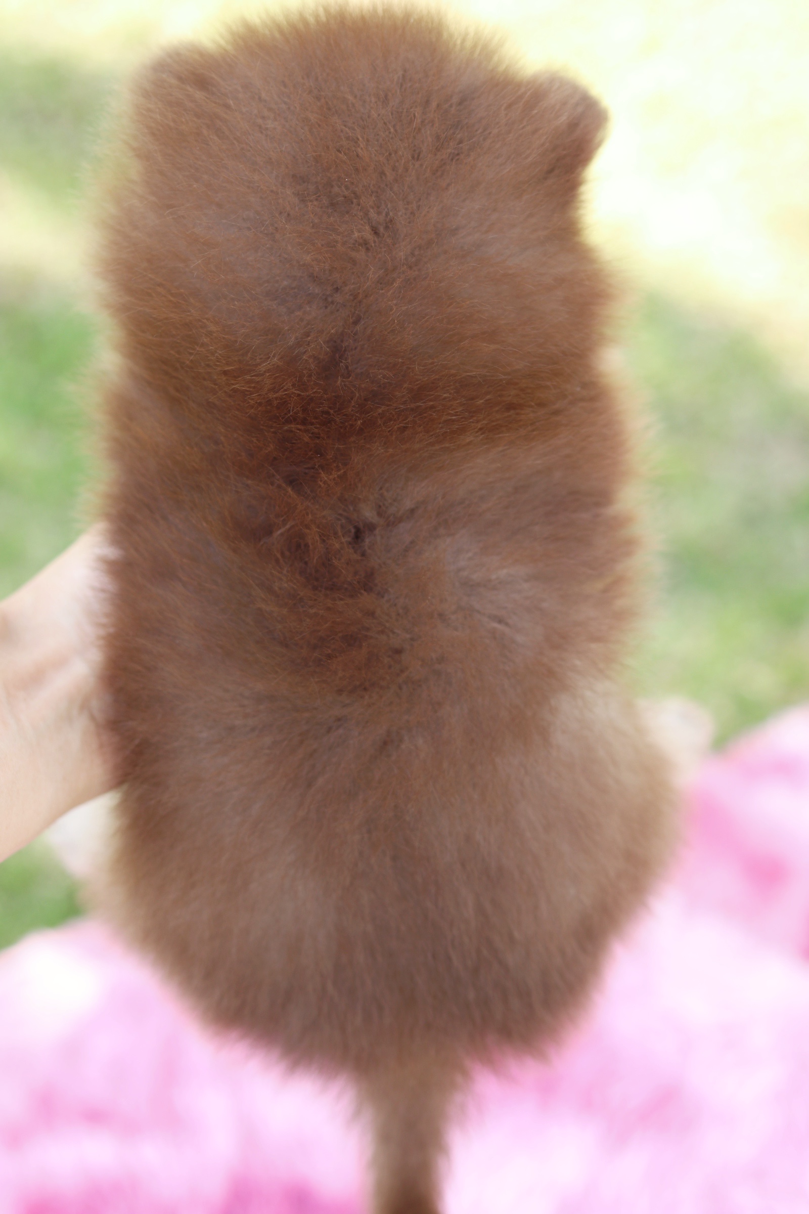 ปอมเมอเรเนียน เพศผู้ สีช็อคแทน