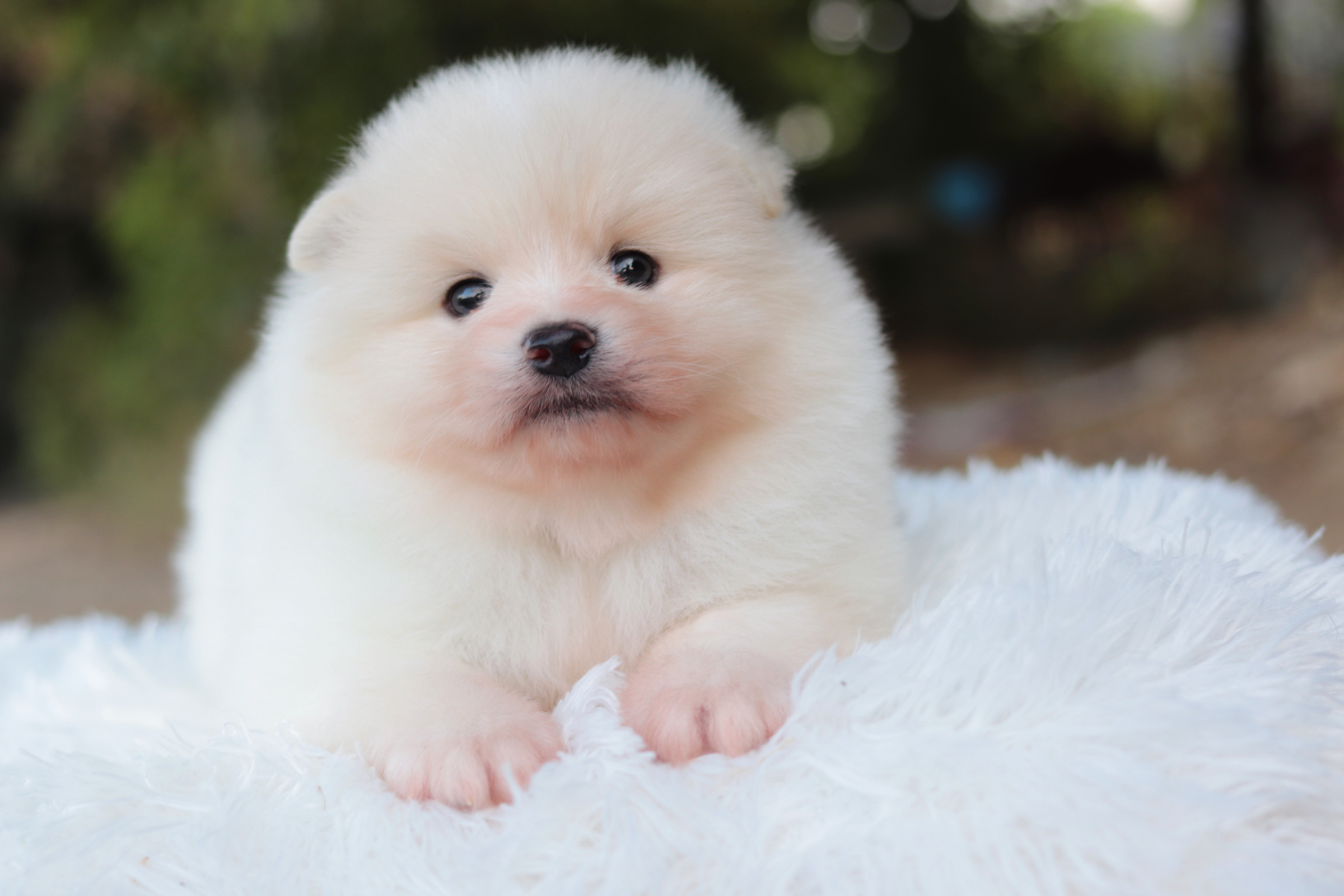 ปอมเมอเรเนียน เพศผู้ ขาวครีม