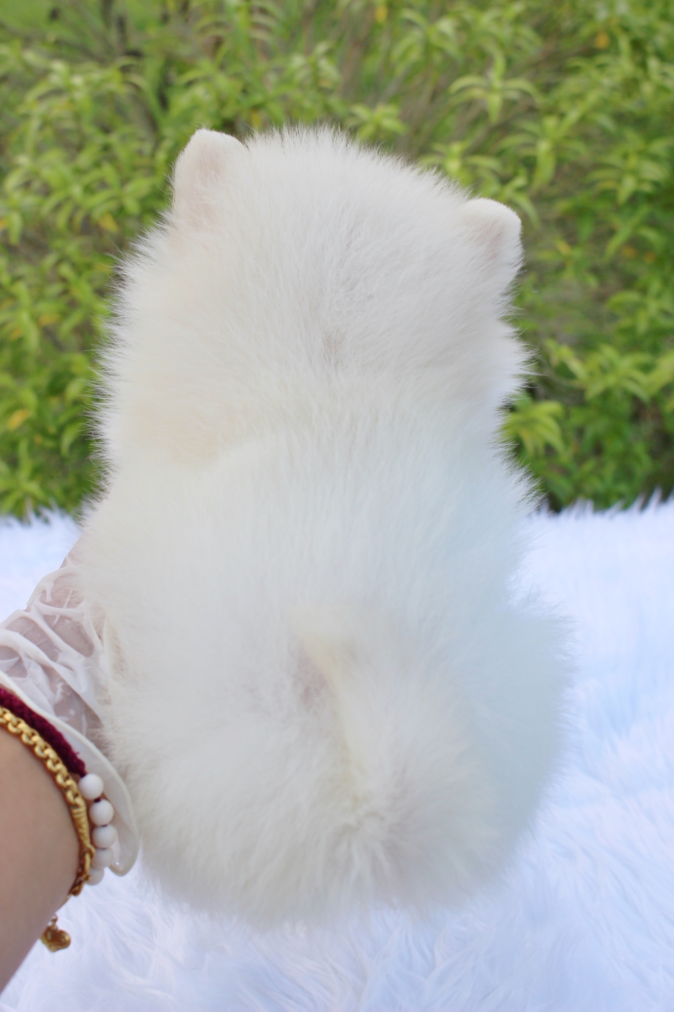 ปอมเมอเรเนียน เพศเมียทีคัพ สีขาวครีม