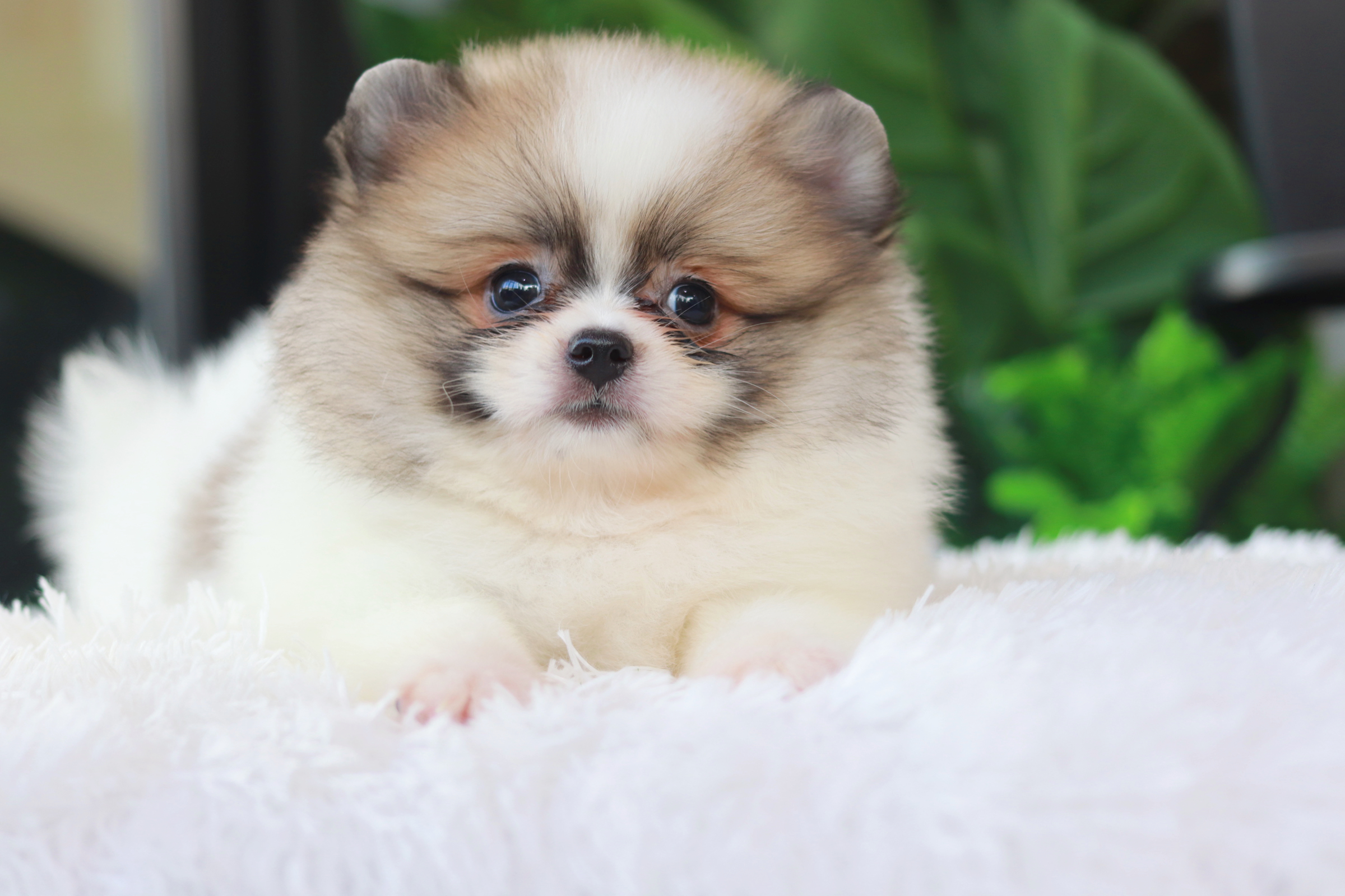 ปอมเมอเรเนียน เพศผู้ แฟนซีขนแน่นๆ