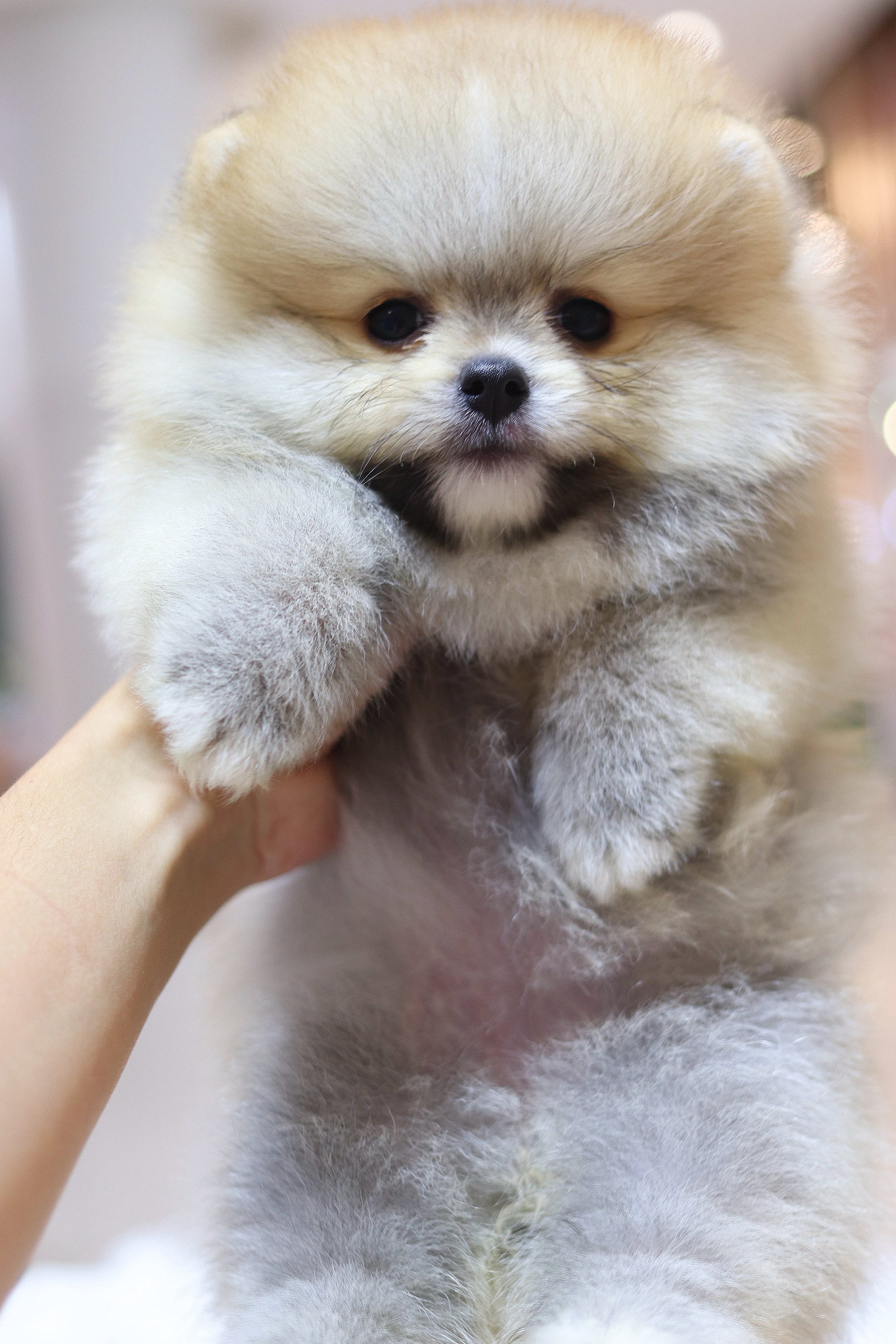 ปอมเมอเรเนียน เพศเมียสีส้ม