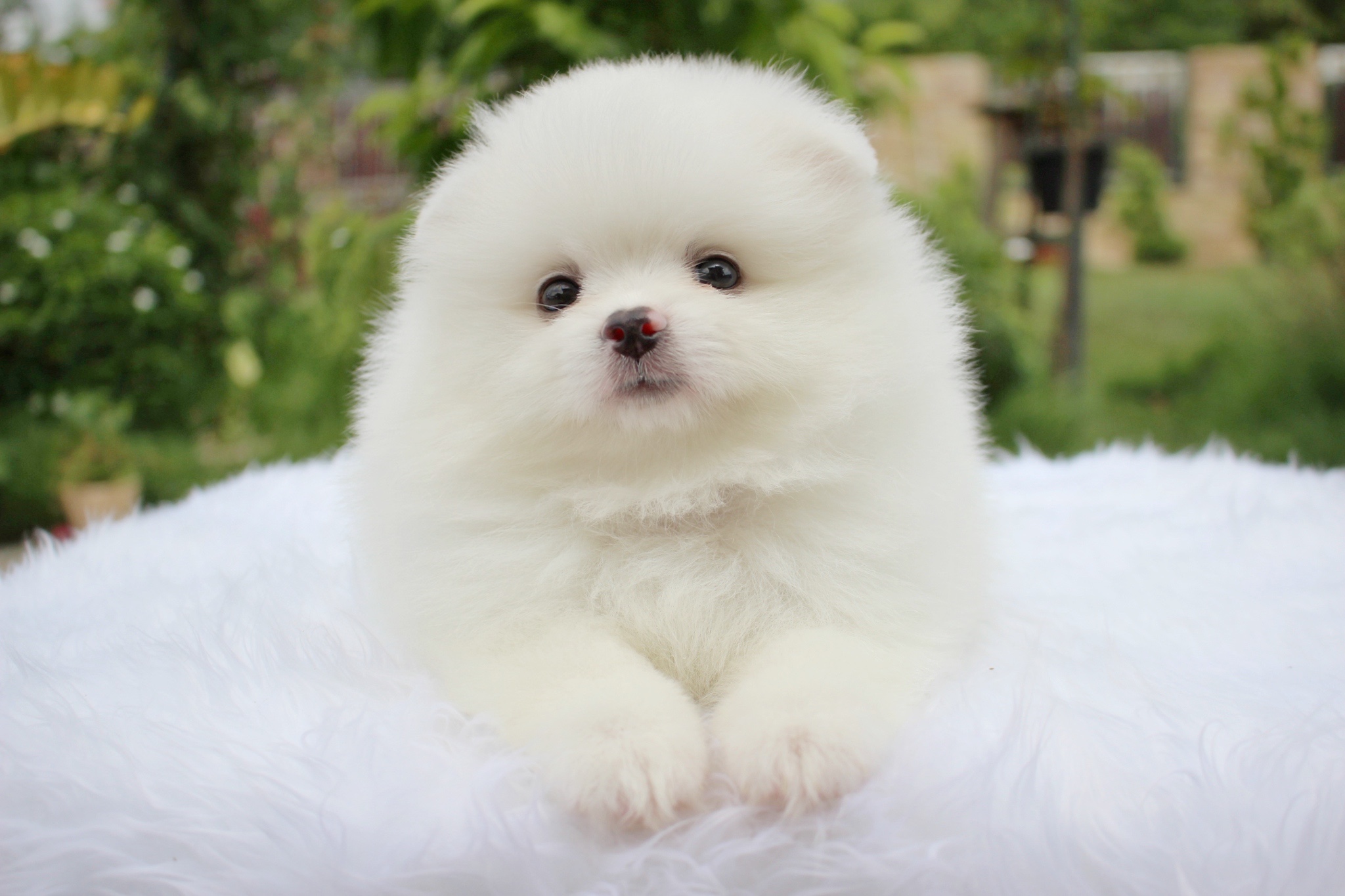 ปอมเมอเรเนียน เพศผู้ สีขาวครีม