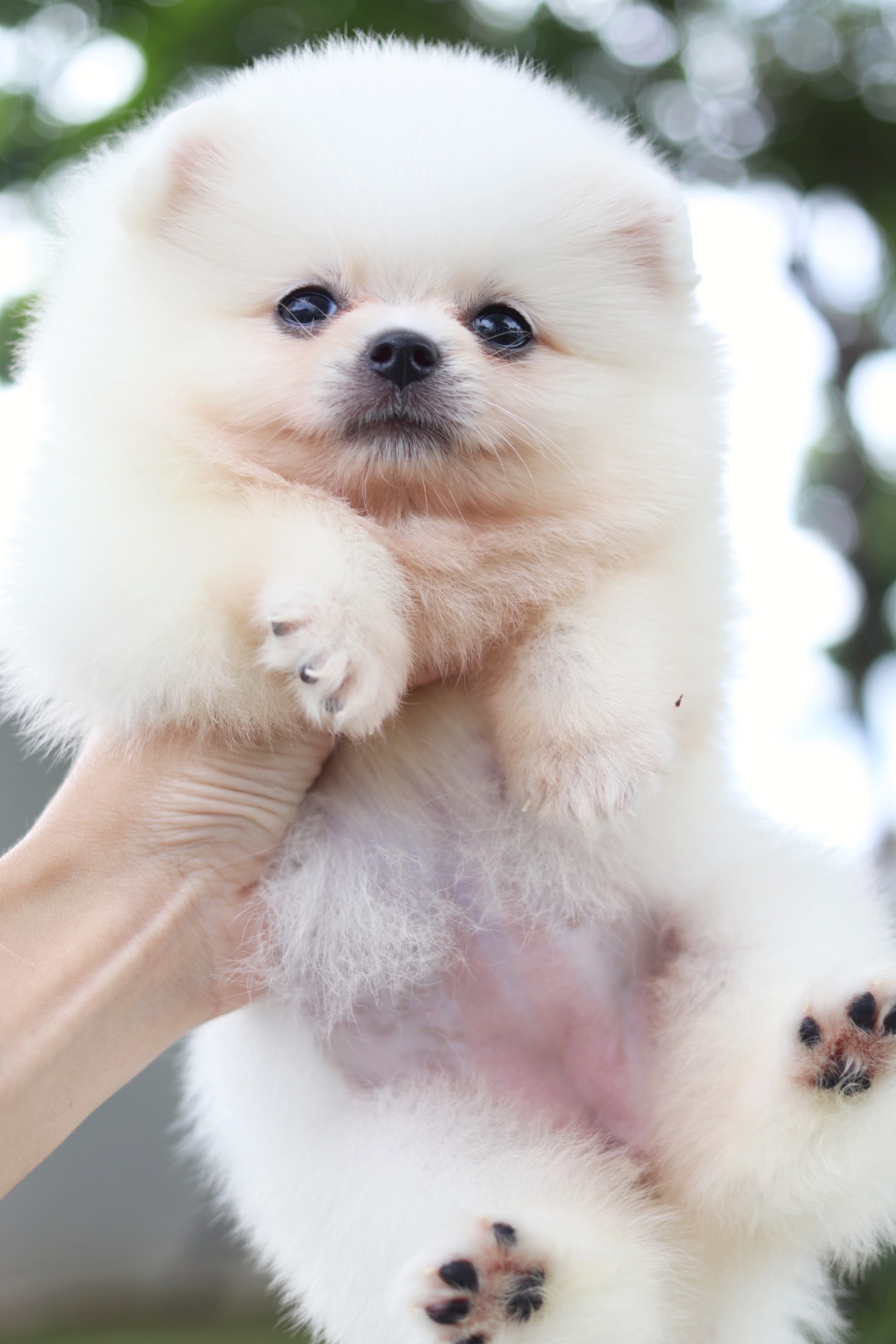 ปอมเมอเรเนียน เพศเมียสีขาวครีม