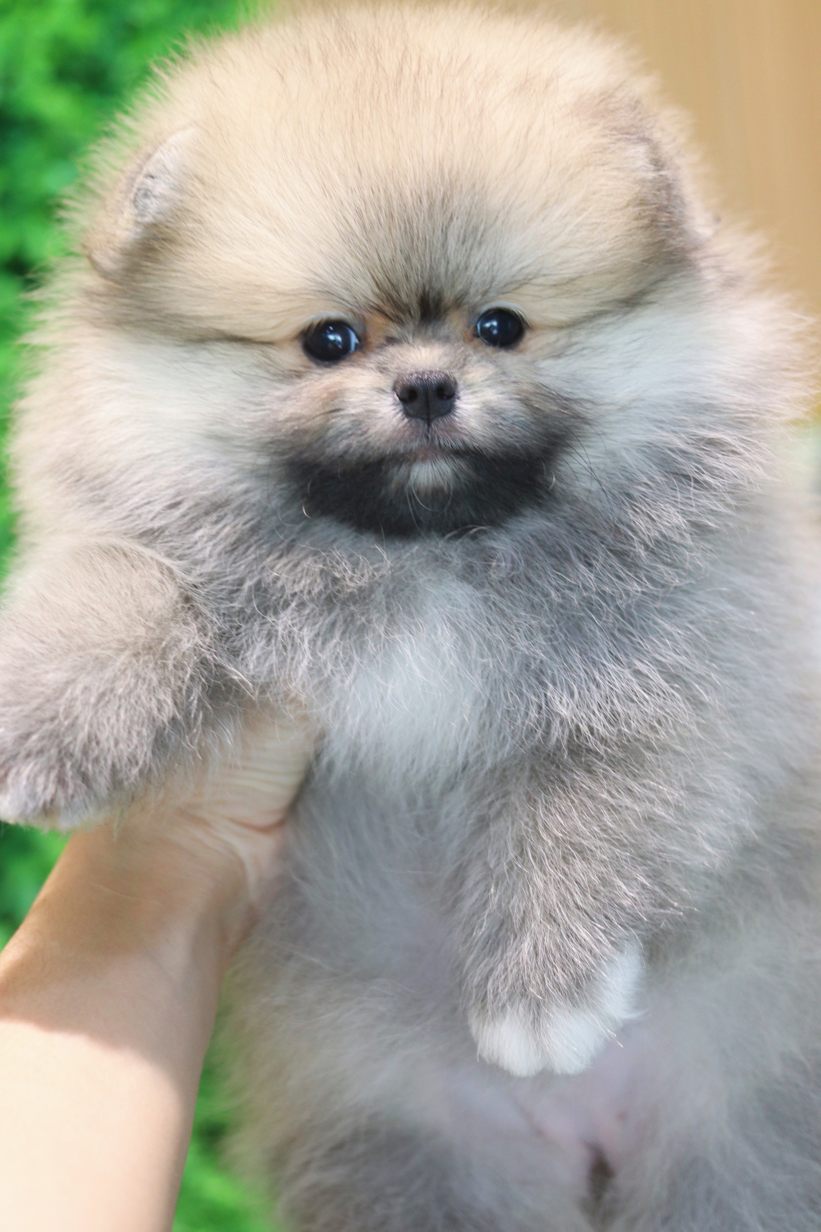 ปอมเมอเรเนียน เพศเมียสีส้ม เกรดโชว์