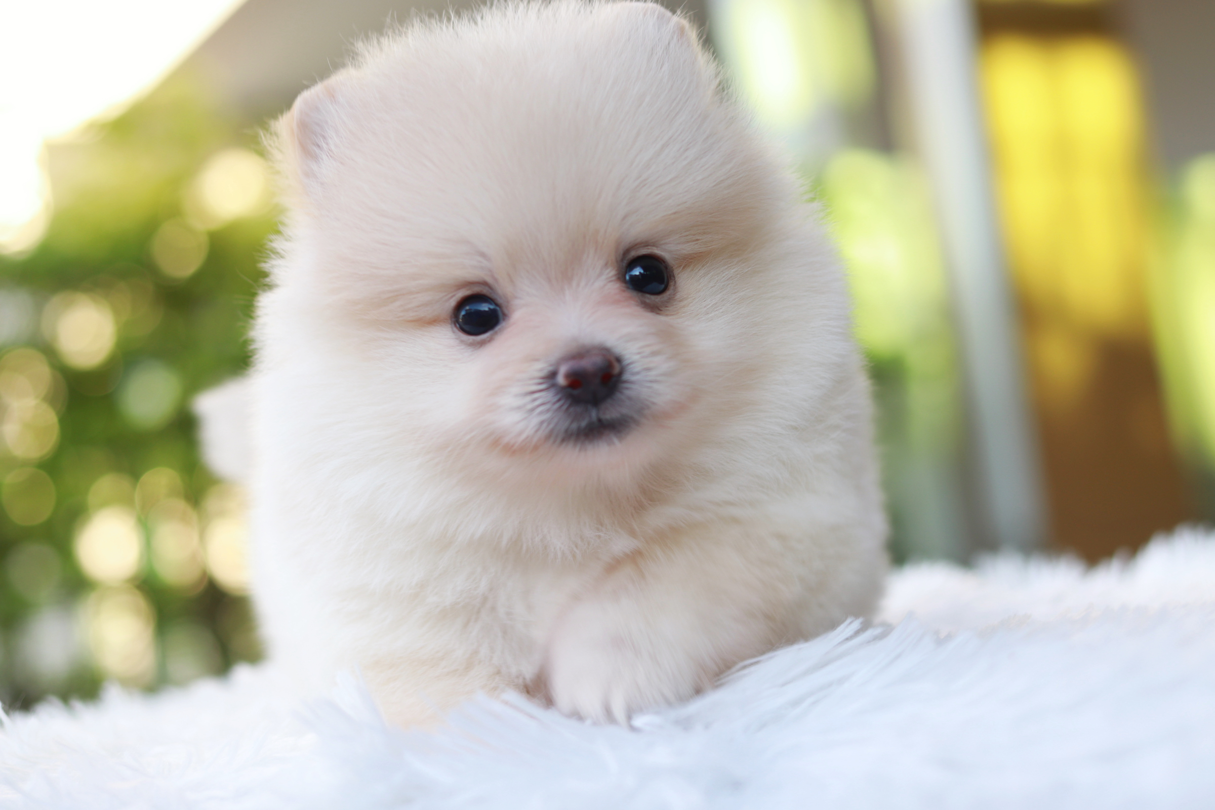 ปอมเมอเรเนียน เพศผู้ สีครีม