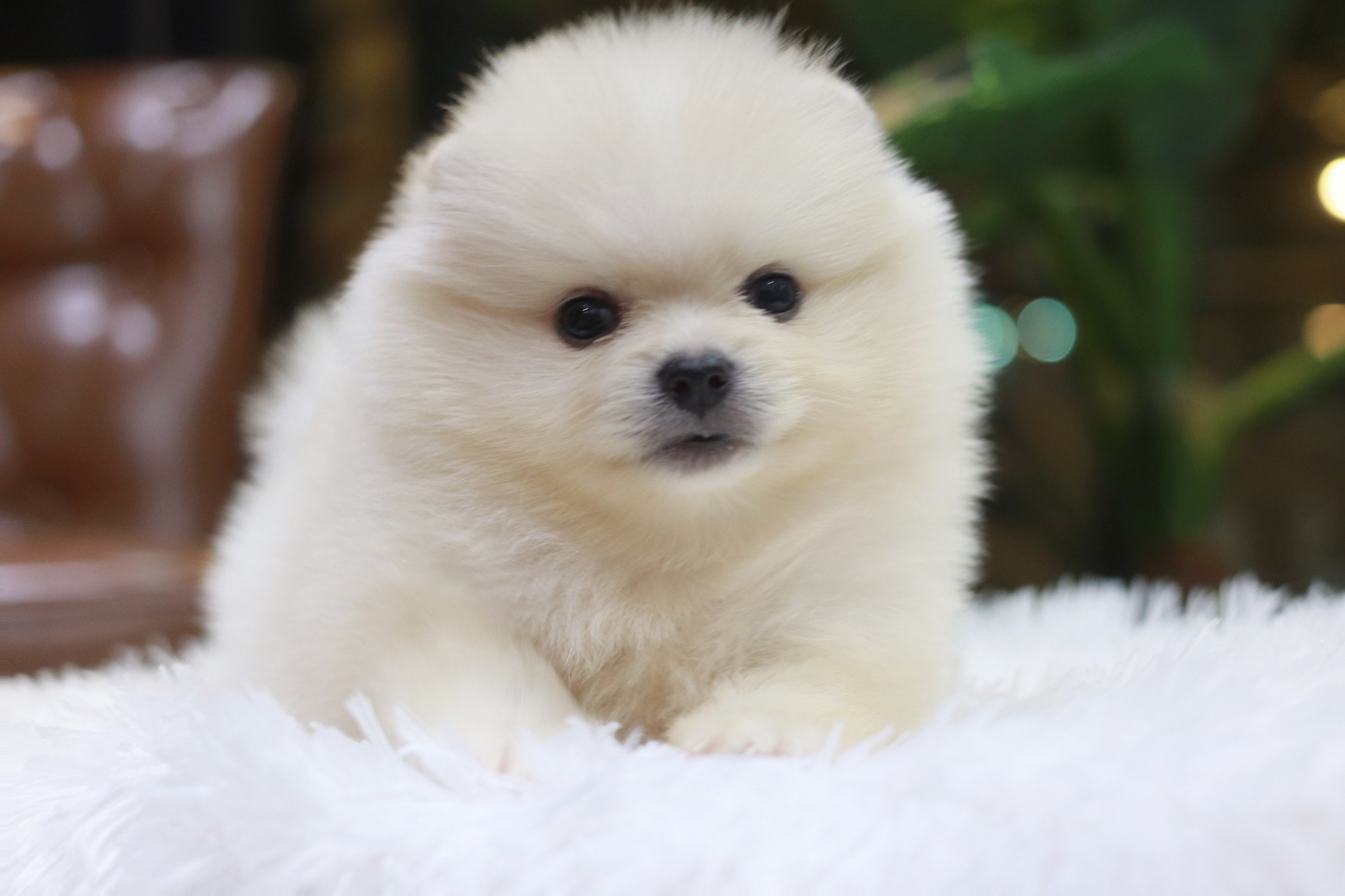 ปอมเมอเรเนียน เพศเมีย สีขาวครีมหน้าฟ็อก