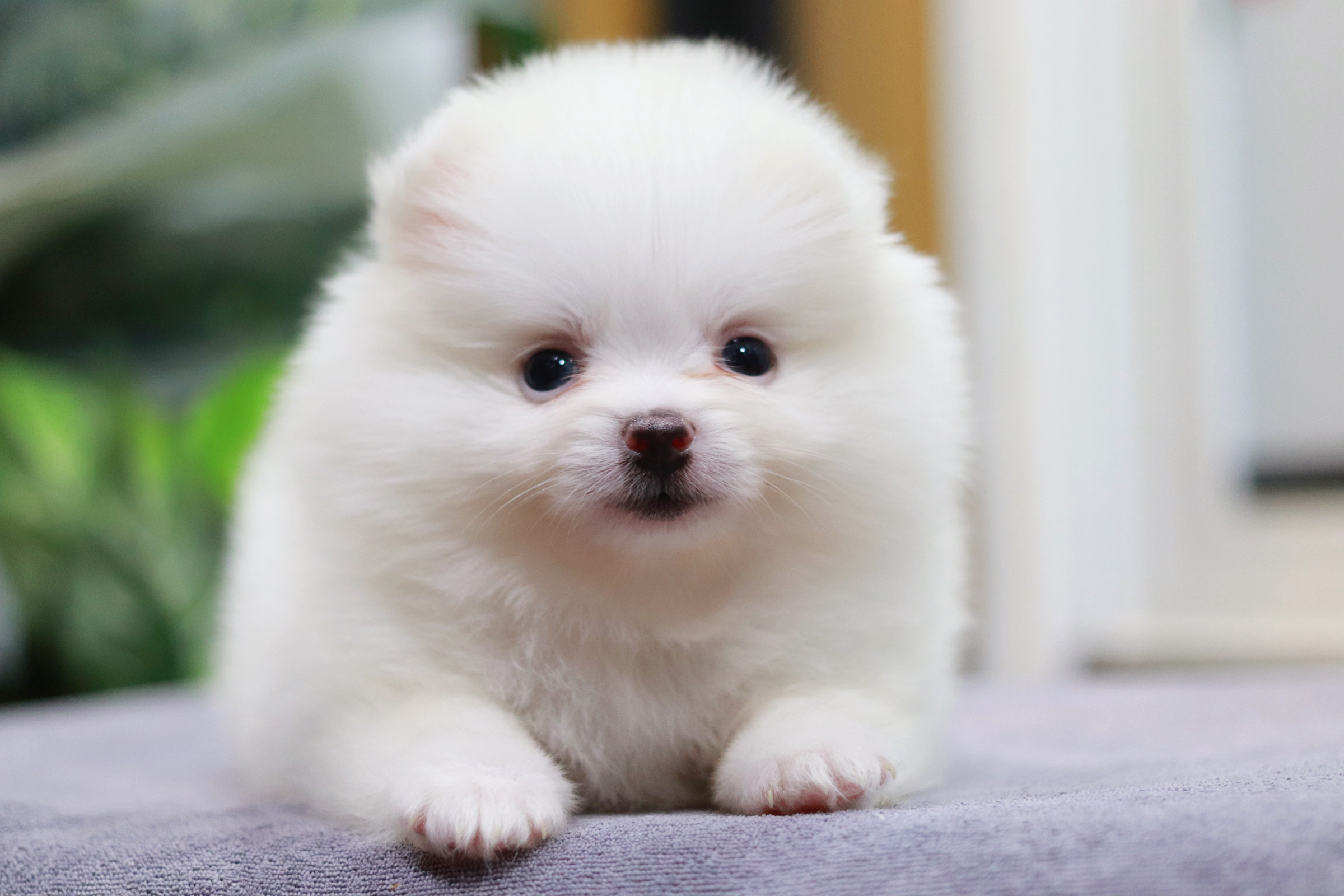 ปอมเมอเรเนียน เพศเมียขาว