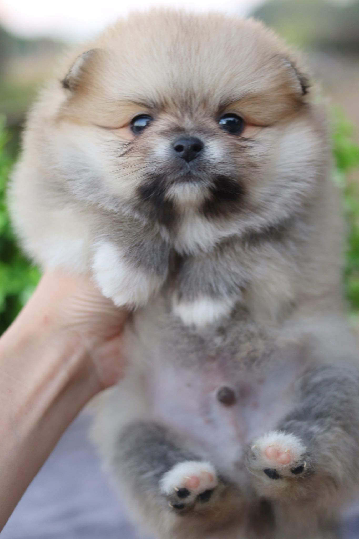 ปอมเมอเรเนียน เพศผู้