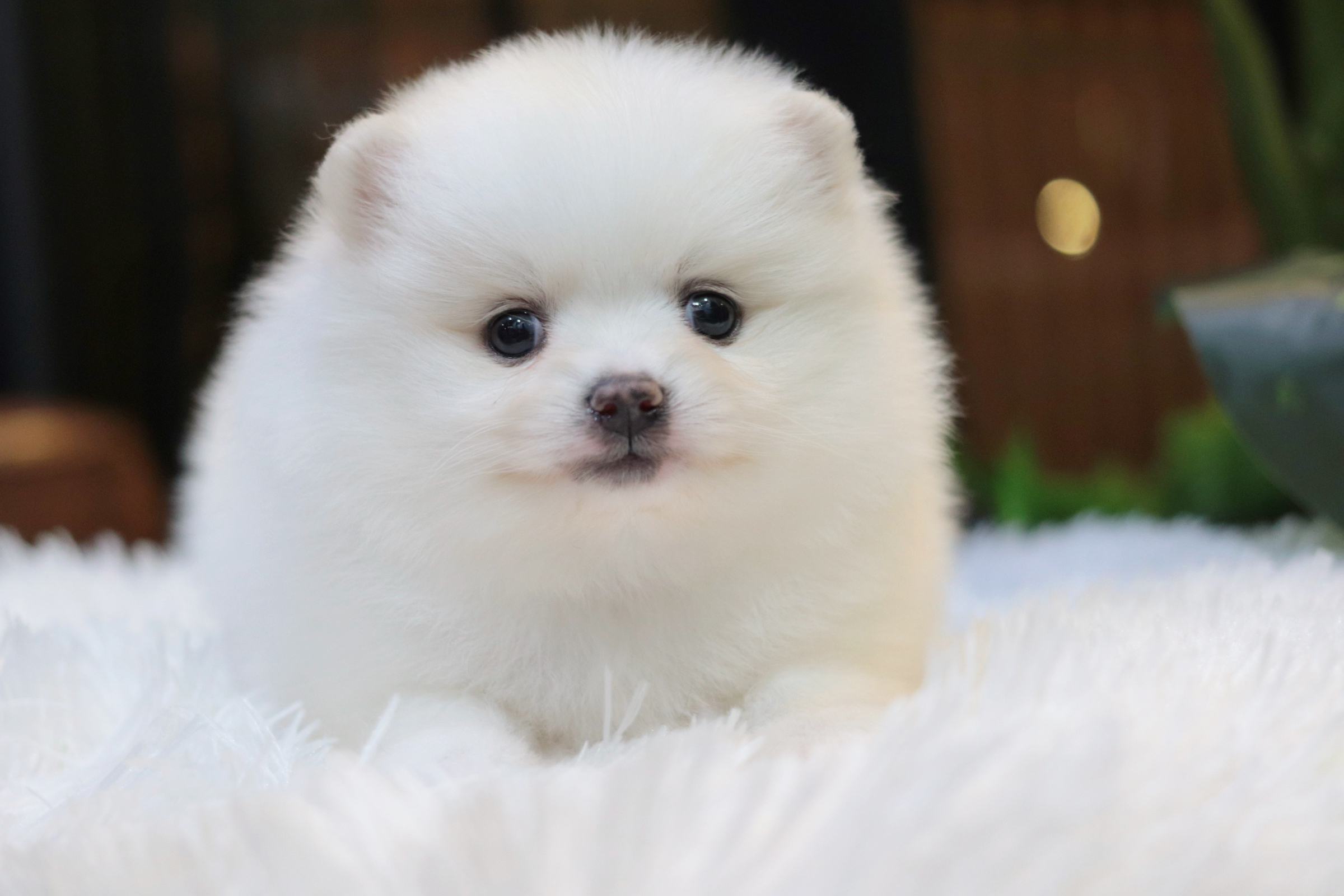 ปอมเมอเรเนียน เพศเมียสีขาว