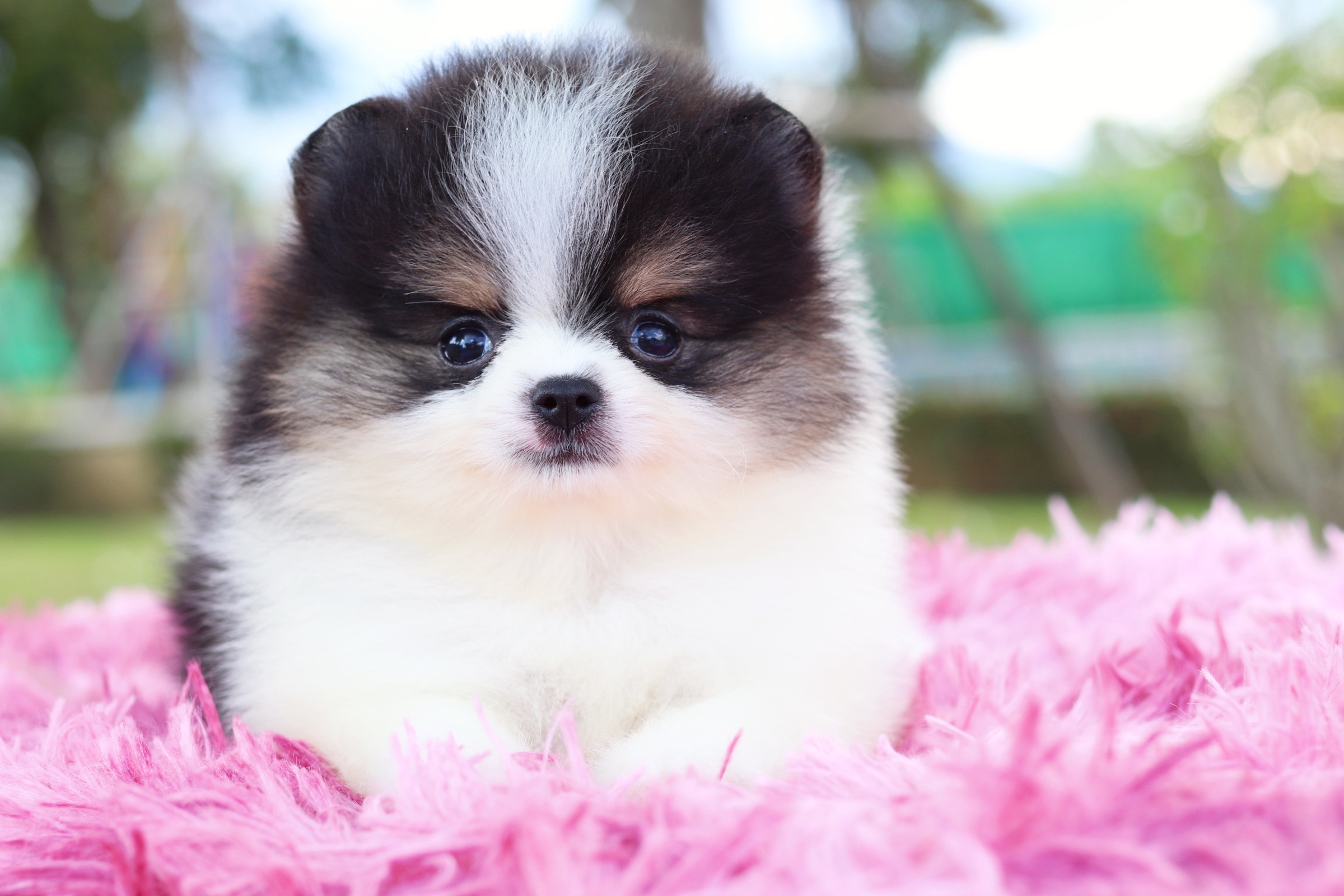 ปอมเมอเรเนียน เพศเมียแฟนซี