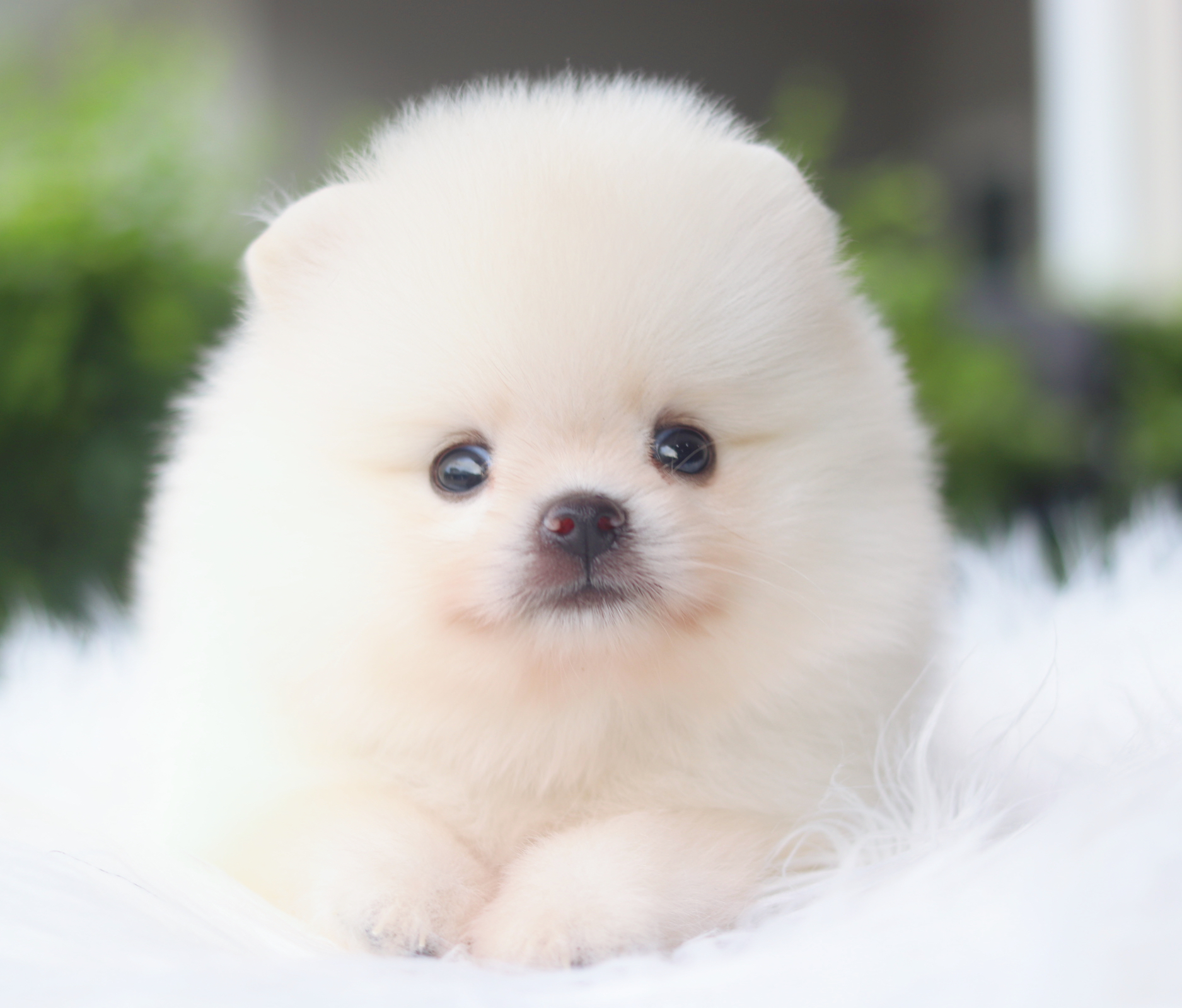 ปอมเมอเรเนียน เพศผู้สีขาวครีม