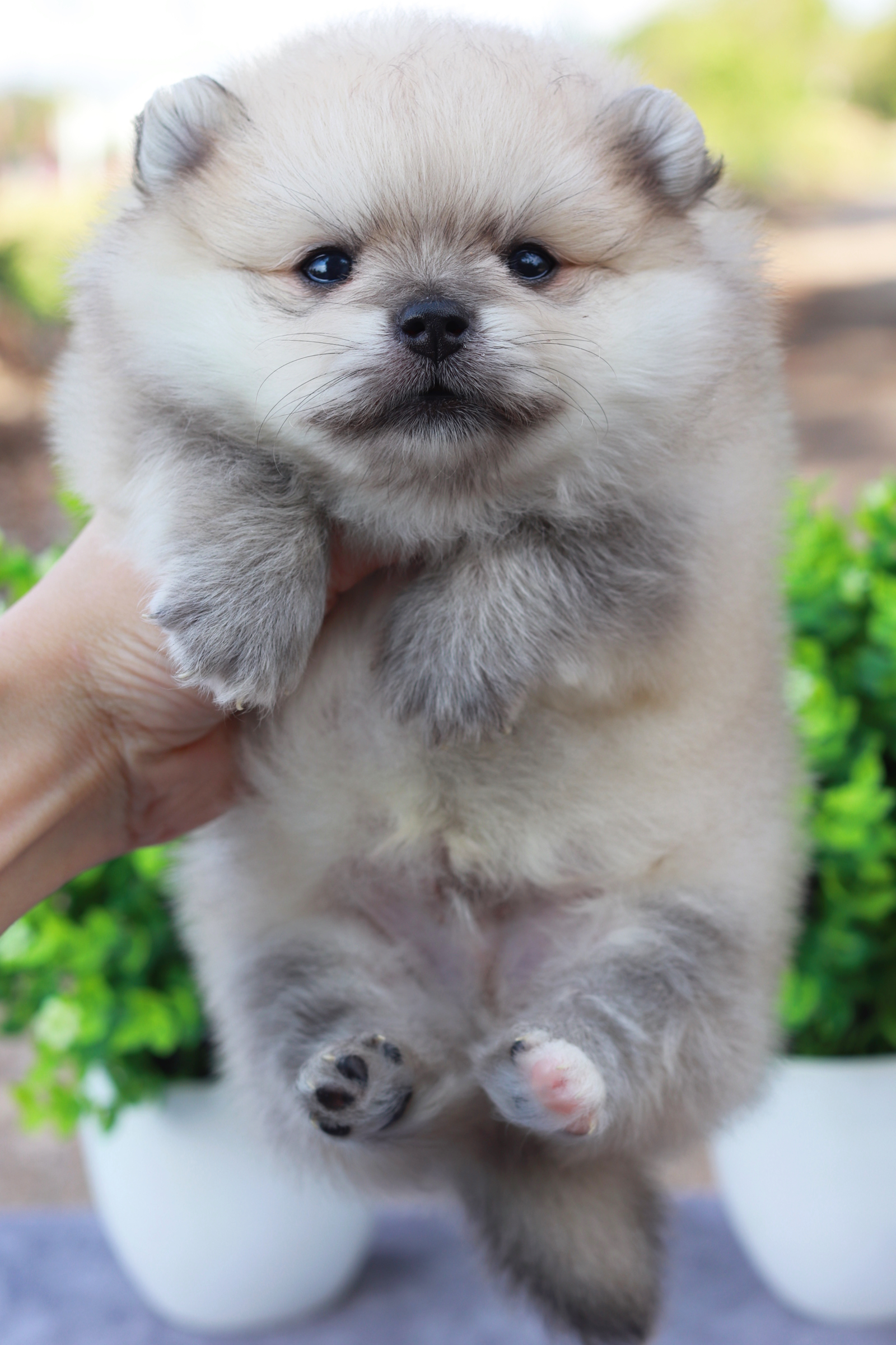 ปอมเมอเรเนียน เพศผู้