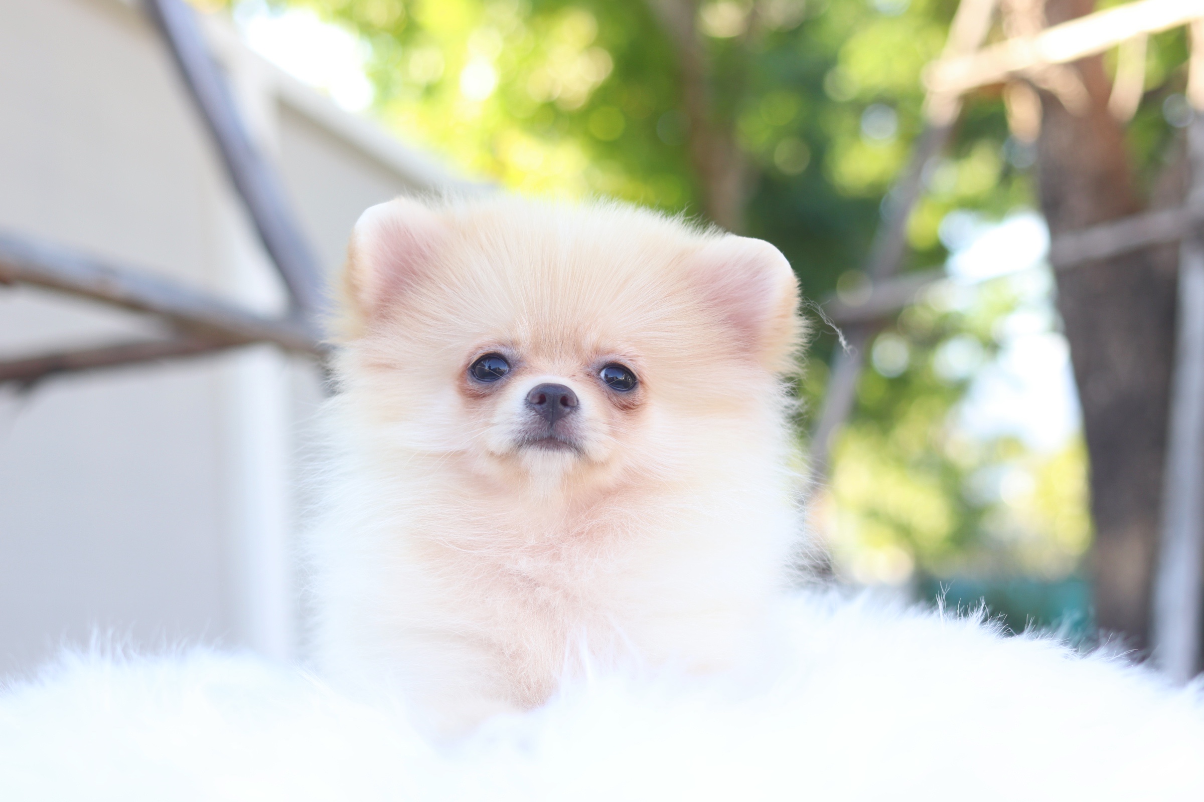 ปอมเมอเรเนียน เพศเมียสีครีมสามเดือน