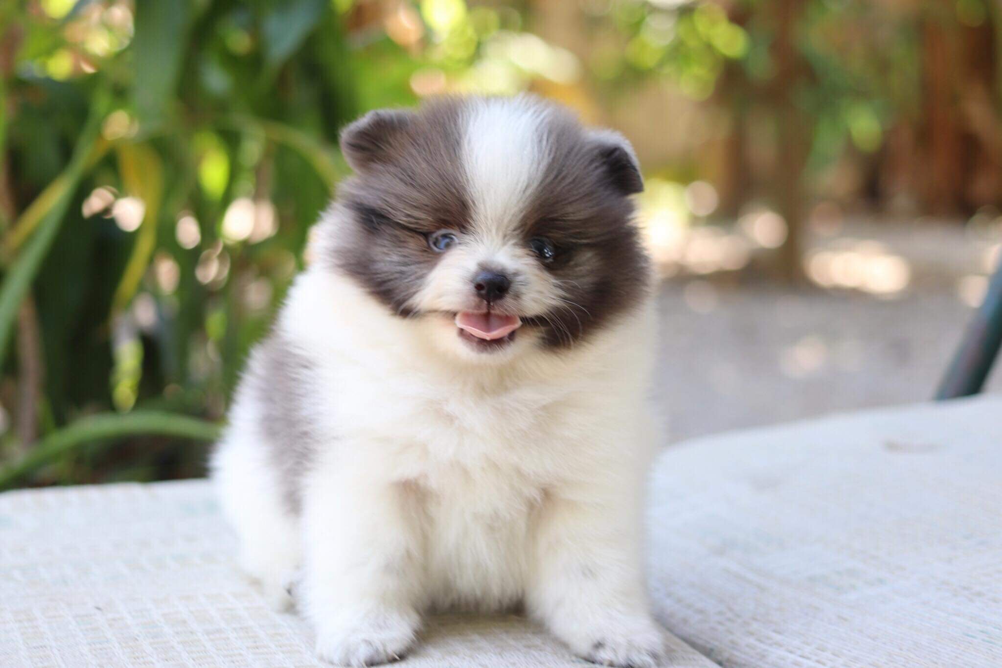 ปอมเมอเรเนียน เพศผู้บลูปาตี้