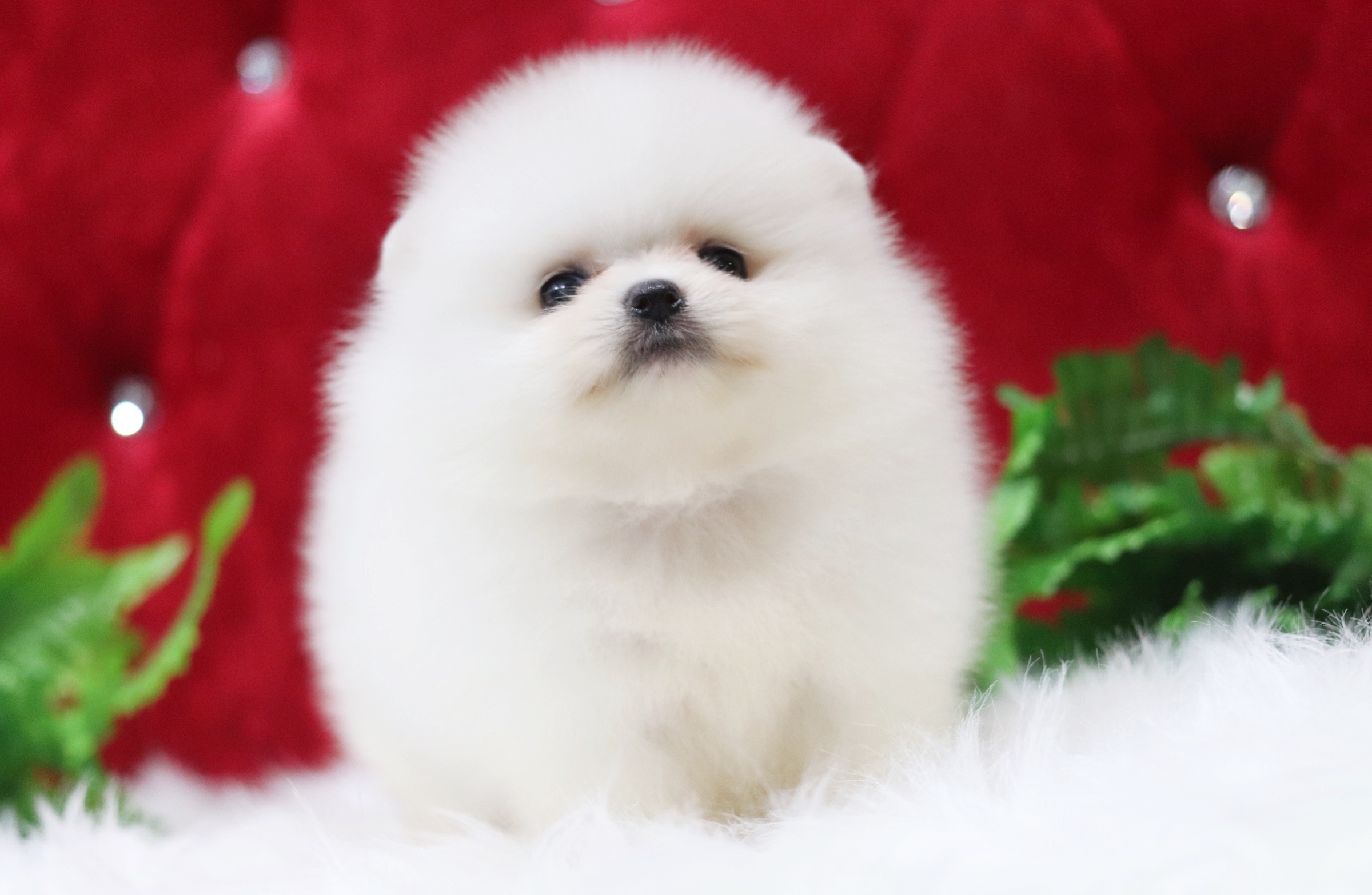 ปอมเมอเรเนียน เพศเมียสีขาวครีมเกรดโชว์