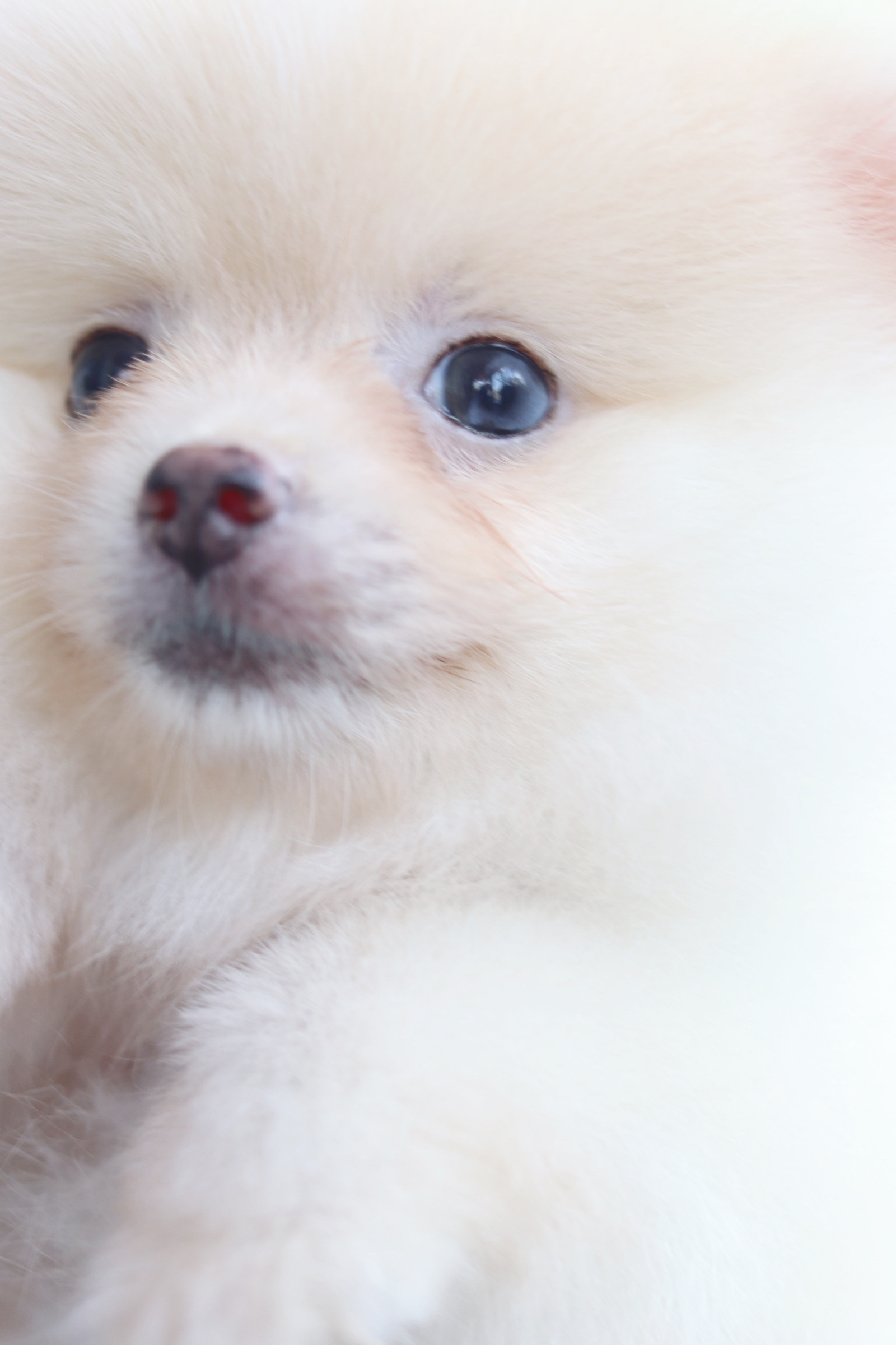 ปอมเมอเรเนียน เพศผู้ ขาวครีม ตาฟ้า