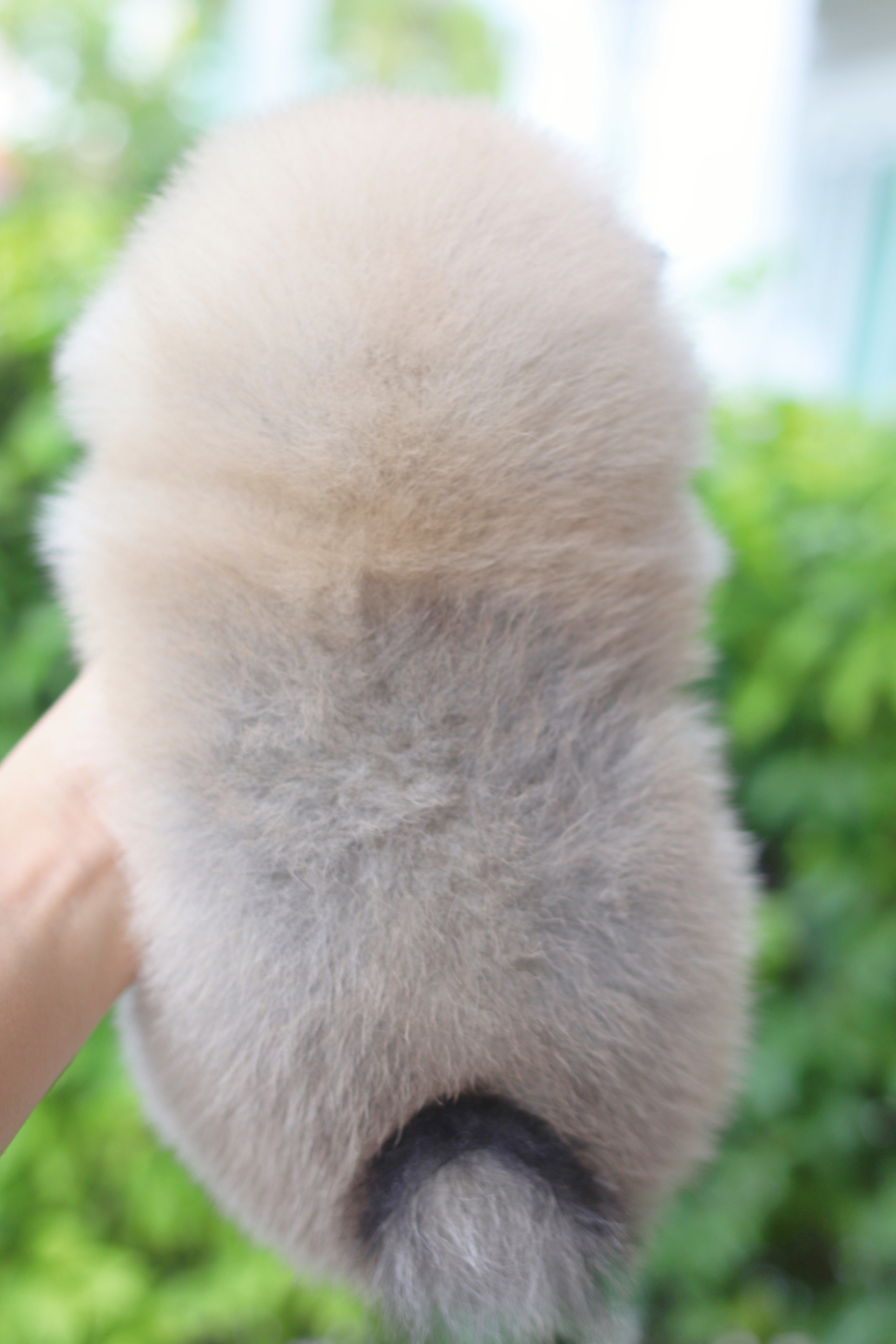 ปอมเมอเรเนียน เพศผู้สีส้ม