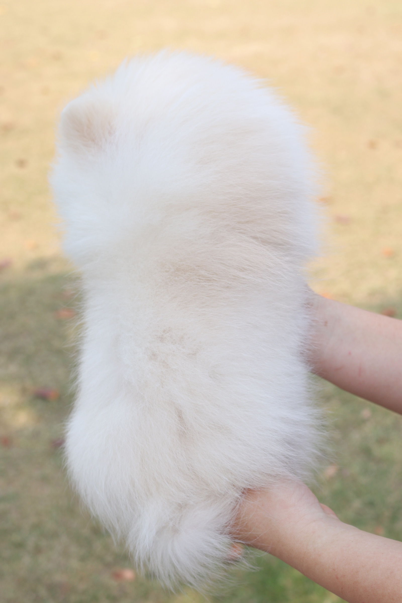 ปอมเมอเรเนียน เพศผู้ สีครีม