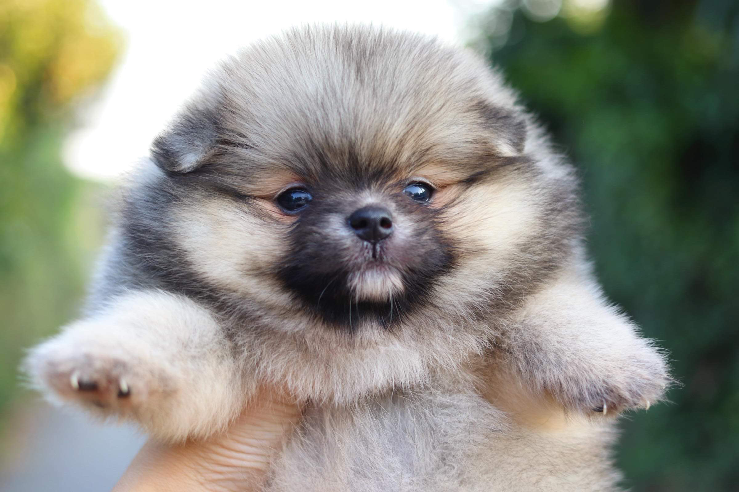 ปอมเมอเรเนียน เพศเมีย