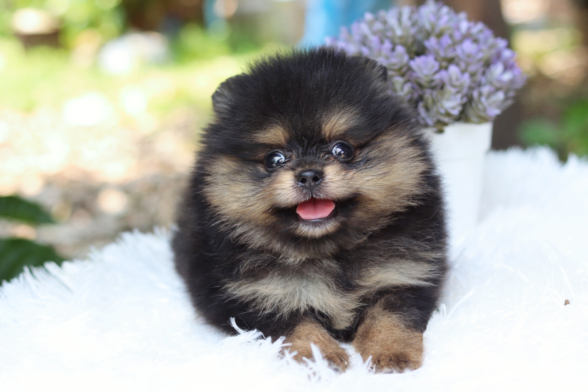 ปอมเมอเรเนียน เพศผู้แบล็คแทน