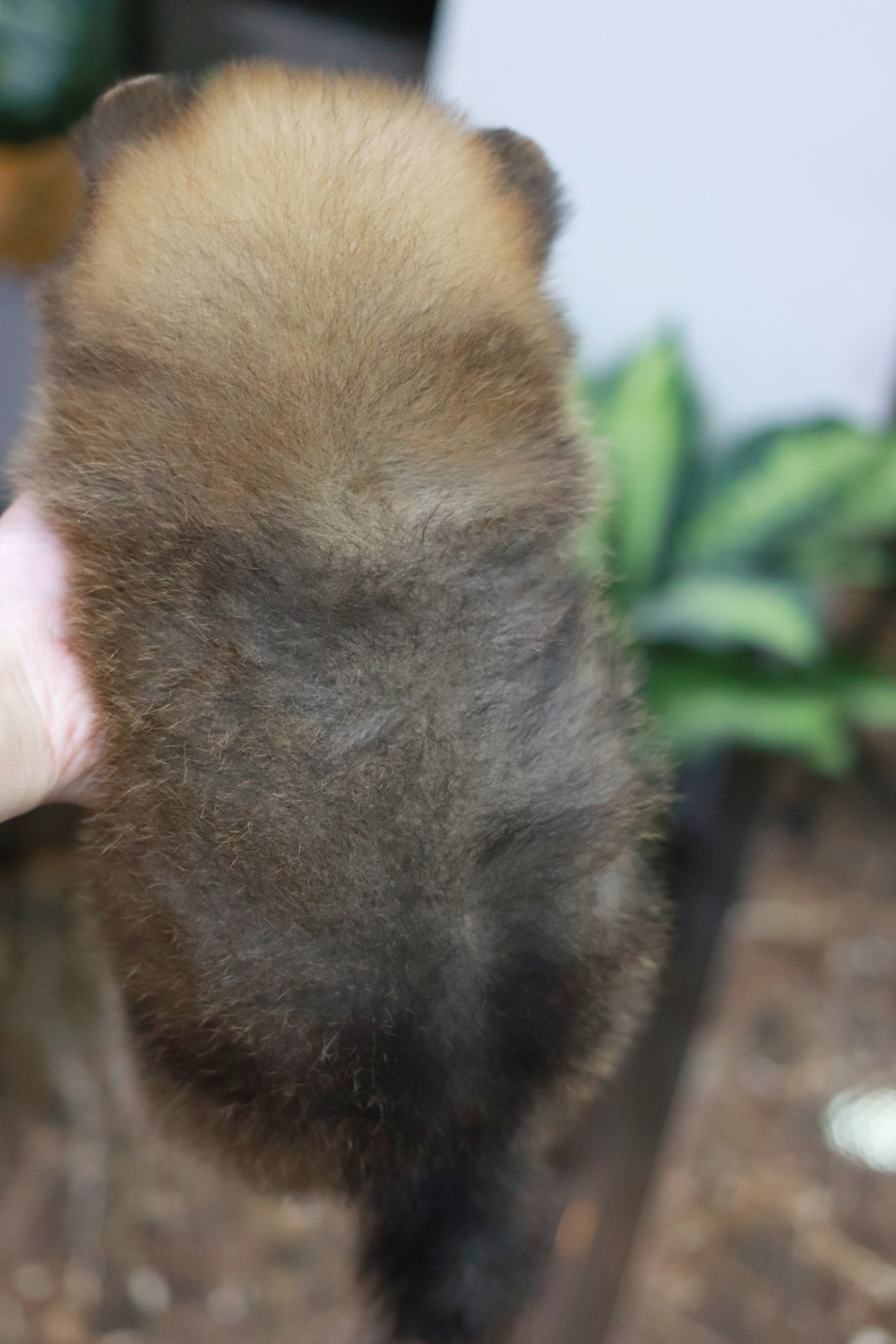 ปอมเมอเรเนียน เพศเมีย