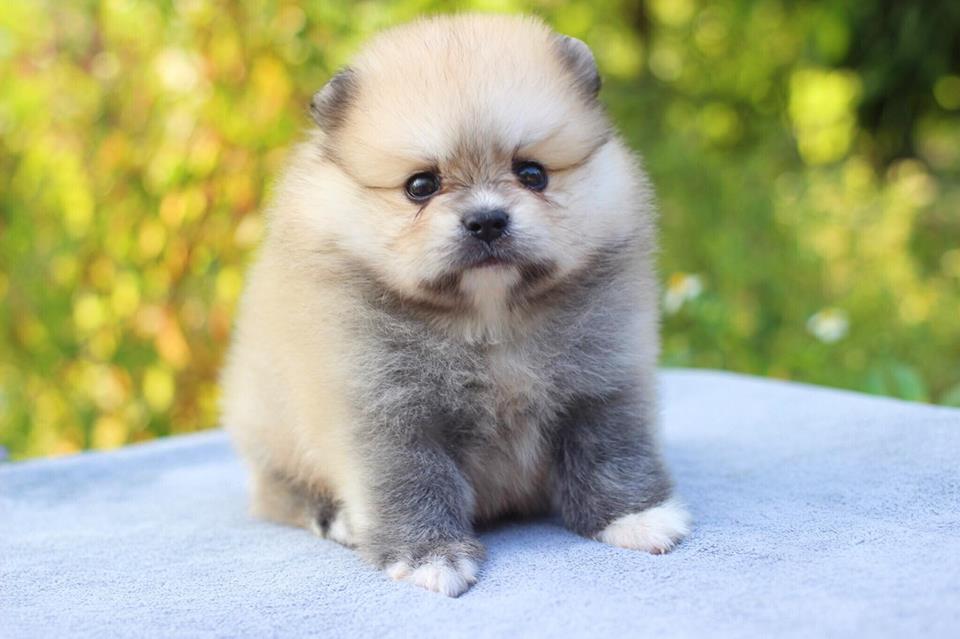 ปอมเมอเรเนียน เพศผู้