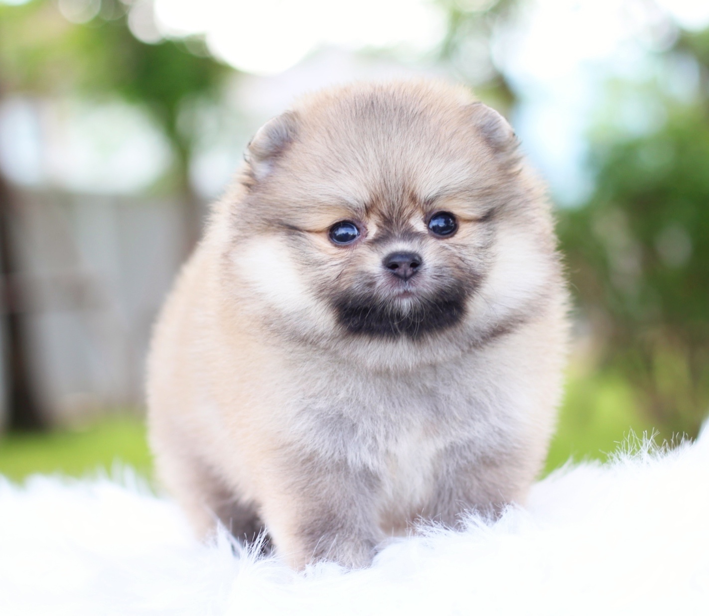 ปอมเมอเรเนียน เพศเมียสีส้ม