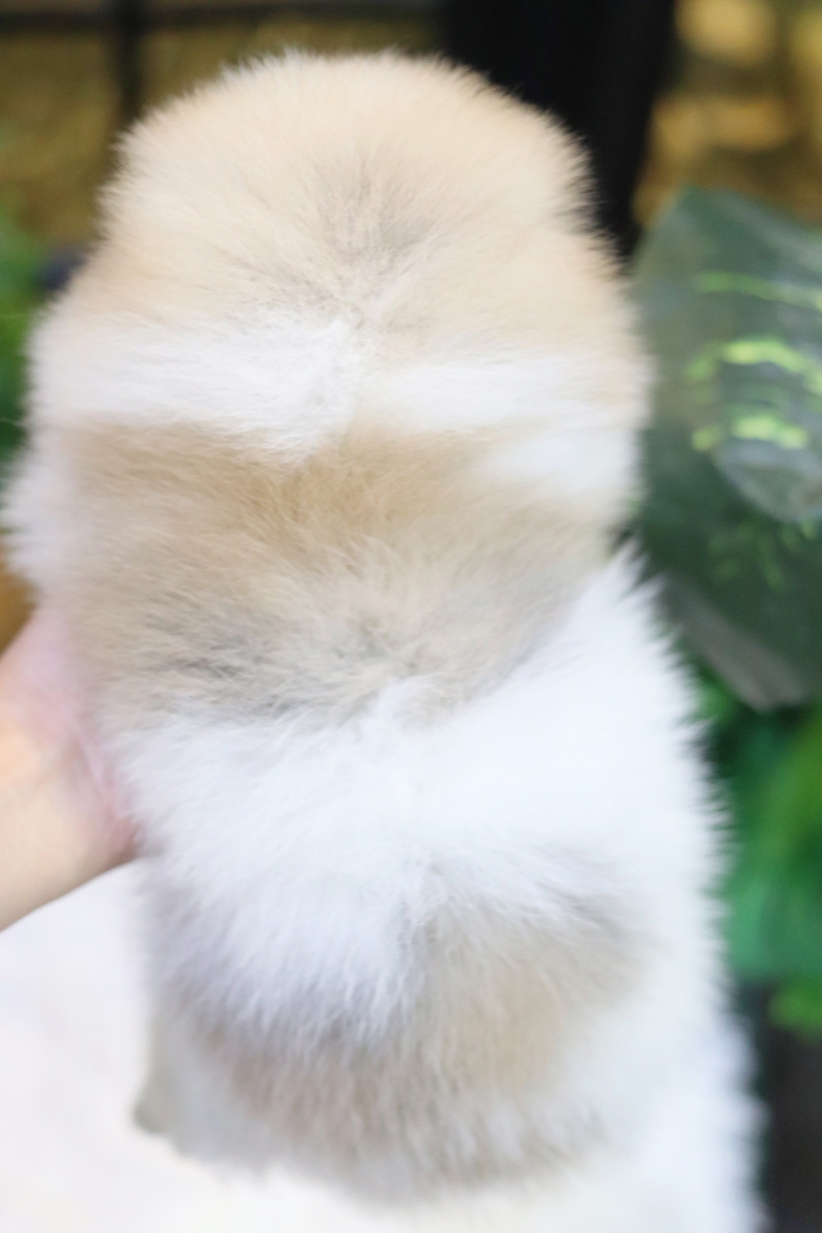 ปอมเมอเรเนียน เพศเมียแฟนซี